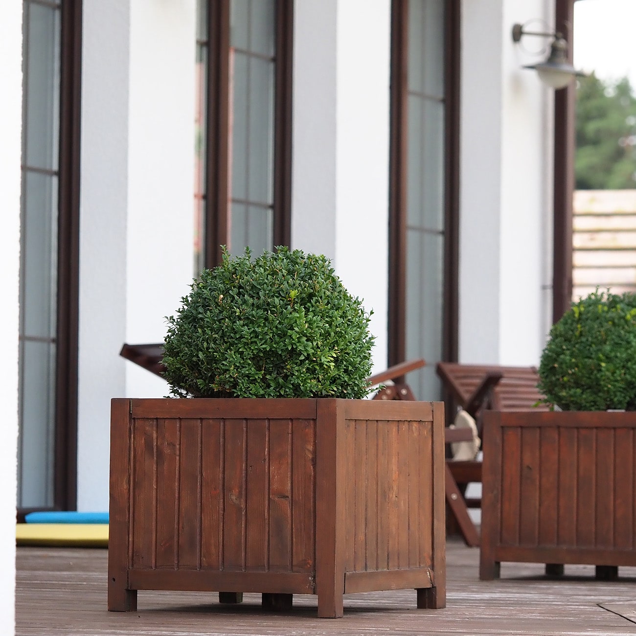 Perfect Plants LOWINTERGEMBOXWOOD3G shrubs - View #5