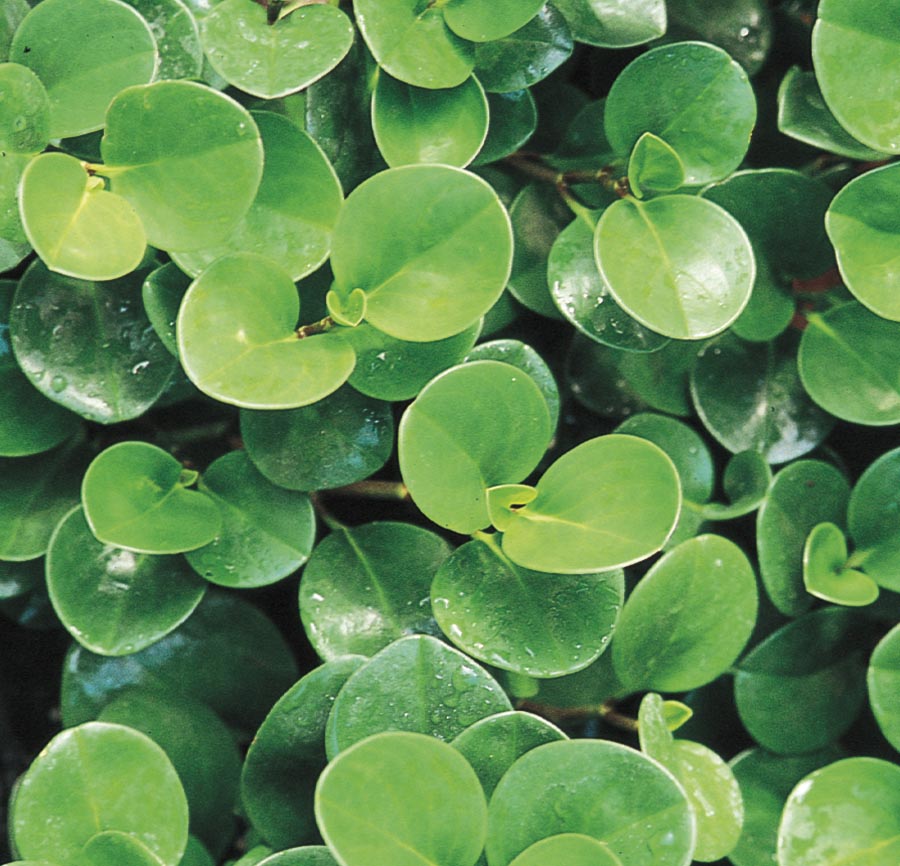 Lowe's 1-4148 Green Peperomia House plant in 2.5 Quart(s) Pot 1 -Pack
