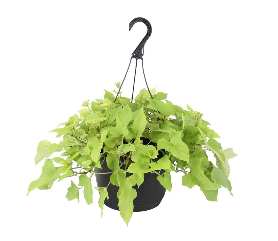 Lowe's 10178 annuals - View #2