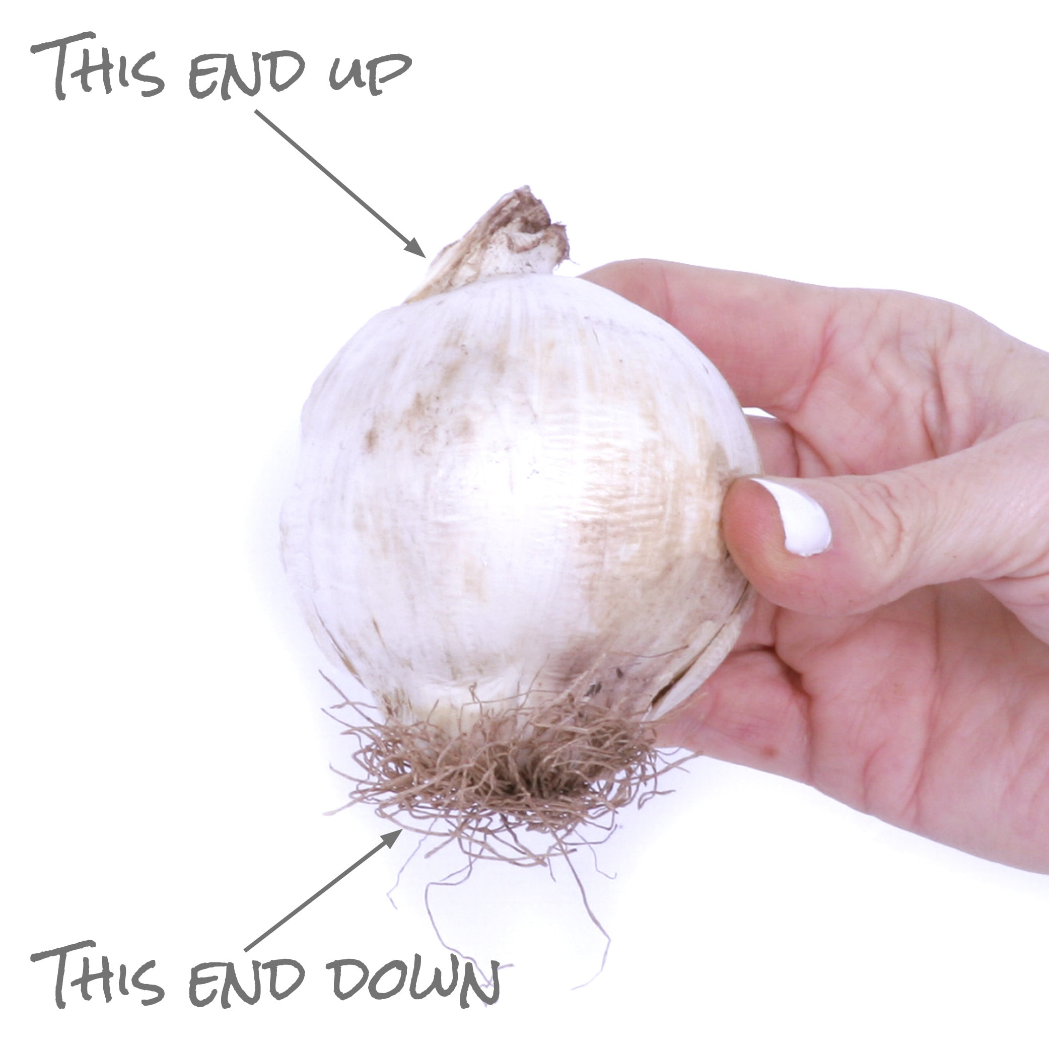 Van Zyverden 87128 Plant-Bulbs - View #6
