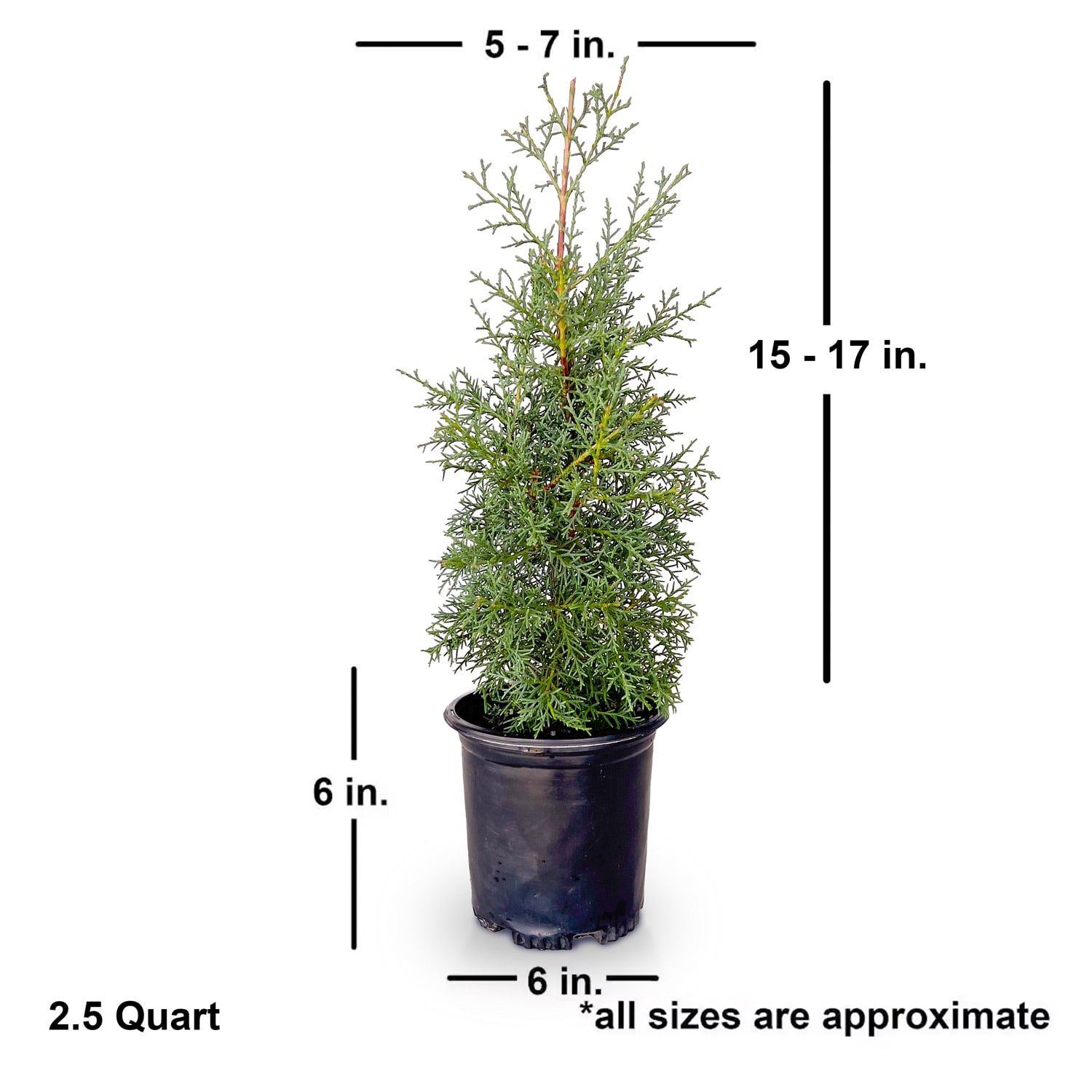 Flowerwood 1222Q-2 shrubs - View #4