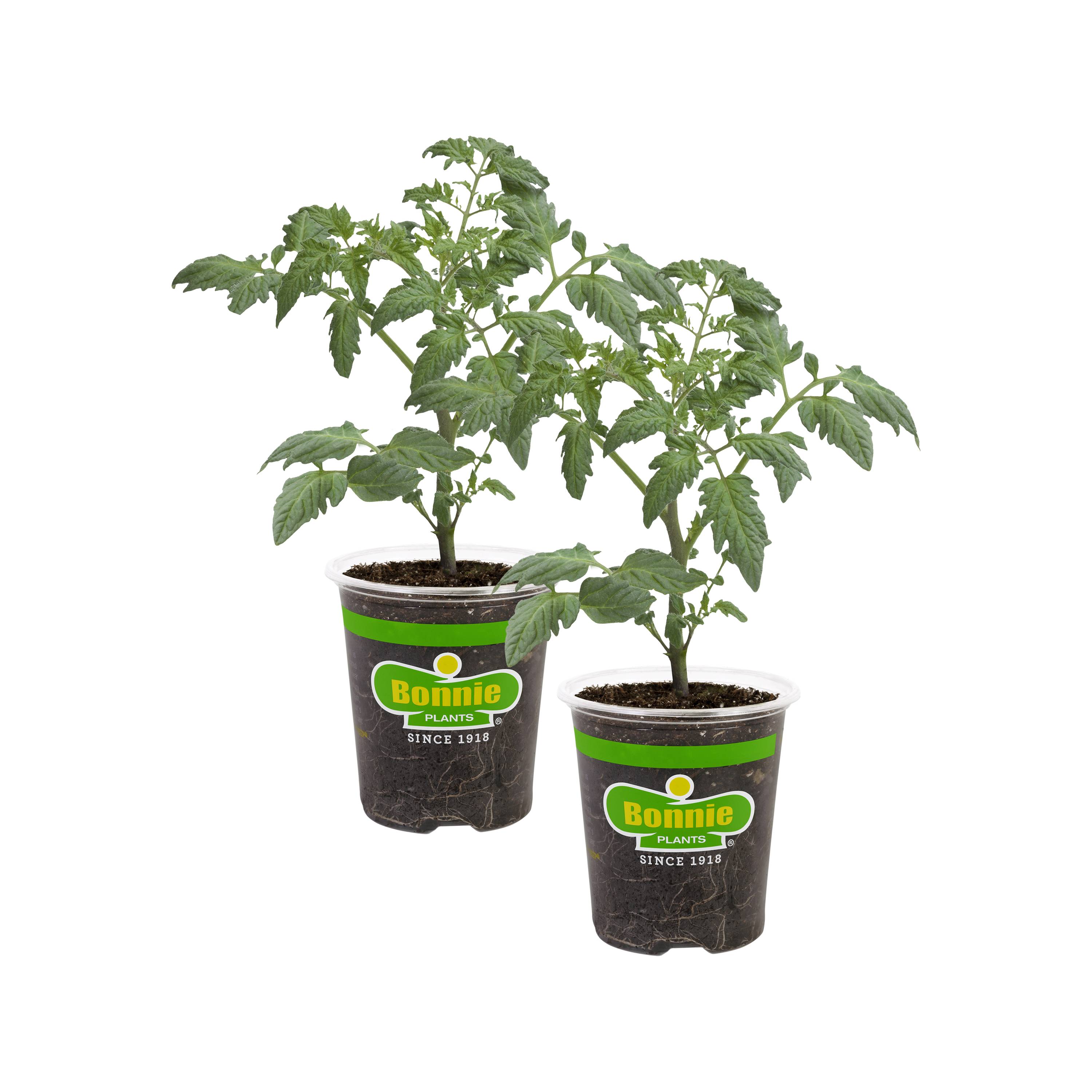 tomatoes-vegetable-plants-at-lowes