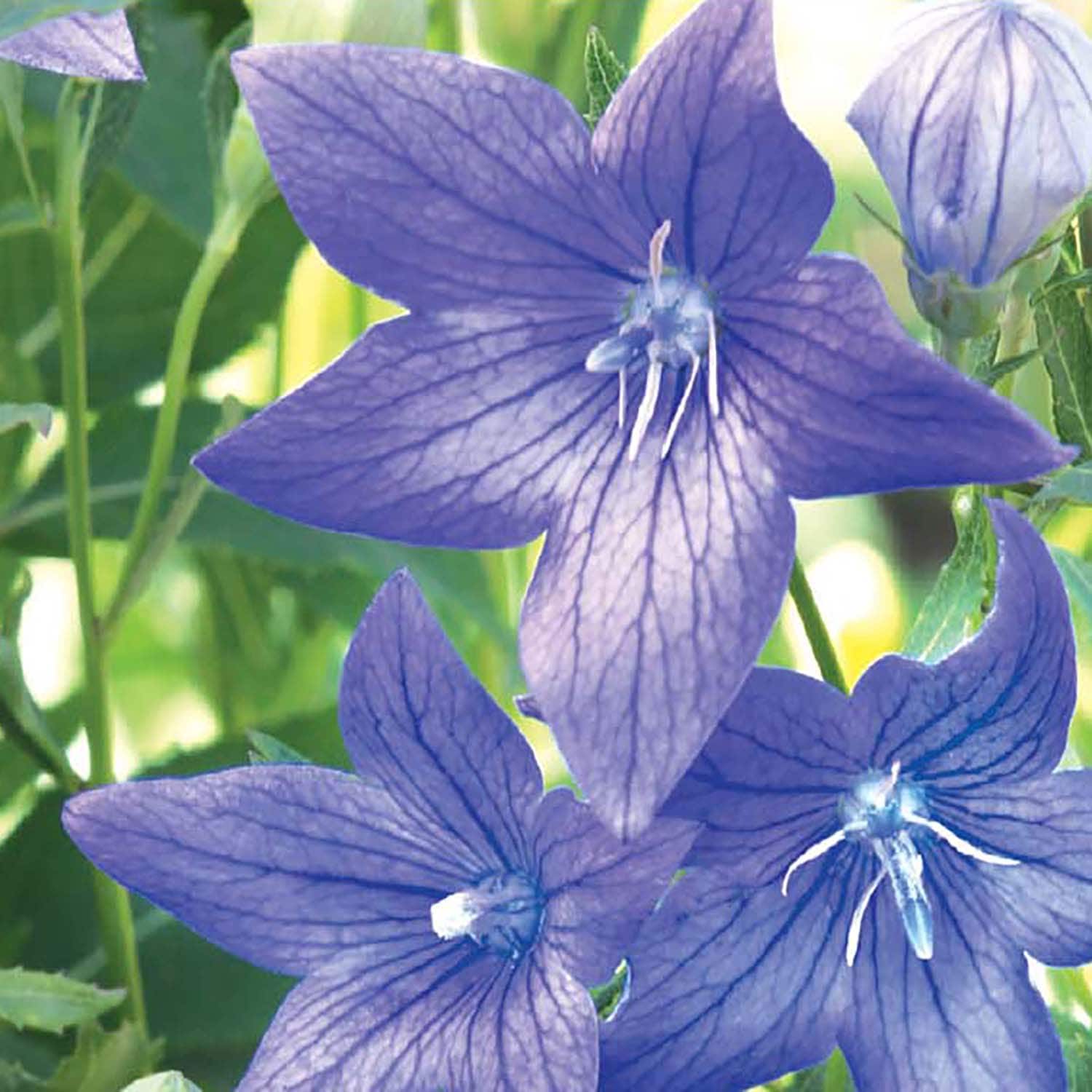 Ferry-Morse LC25.6703 seeds - View #3