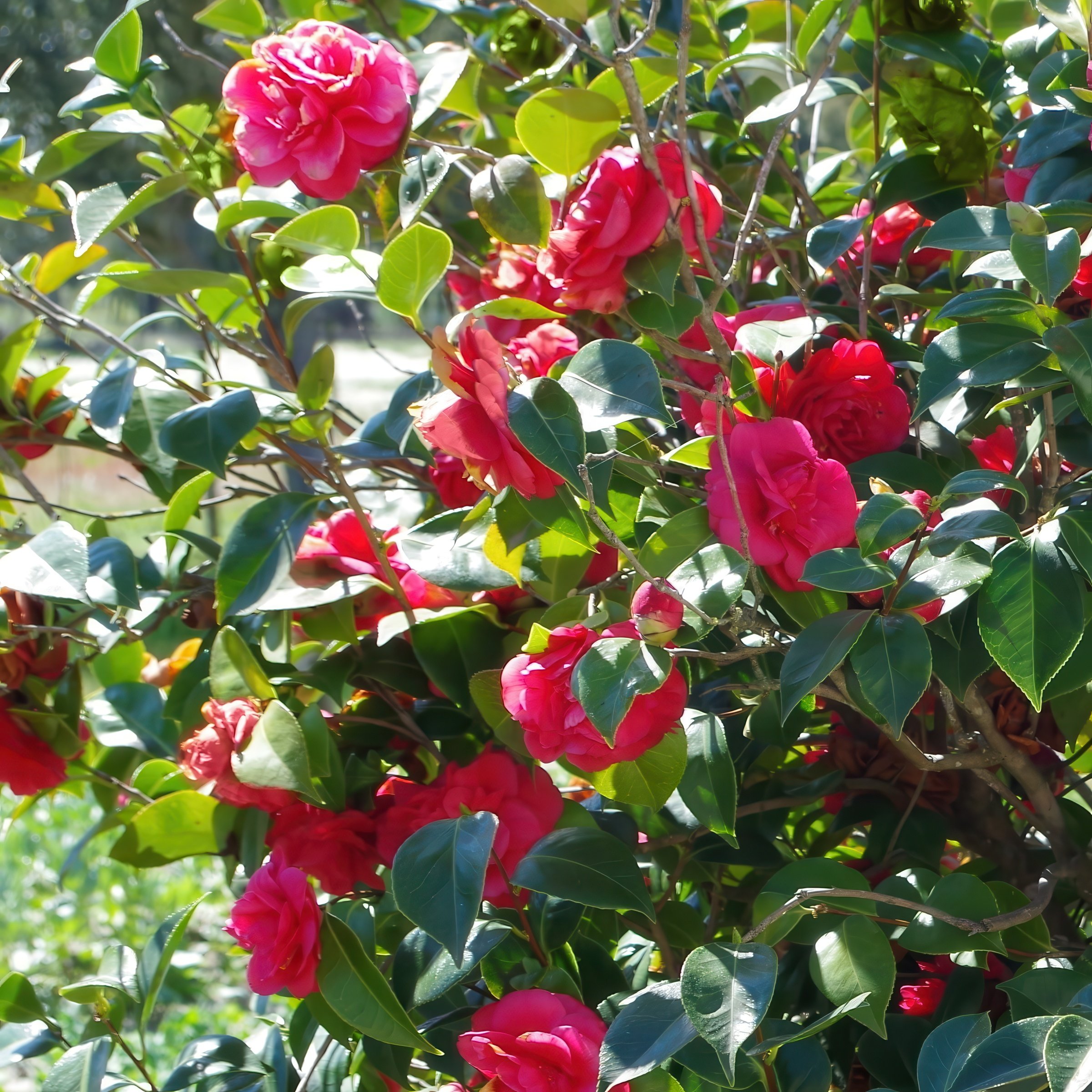 National Plant Network LW2682 shrubs - View #6