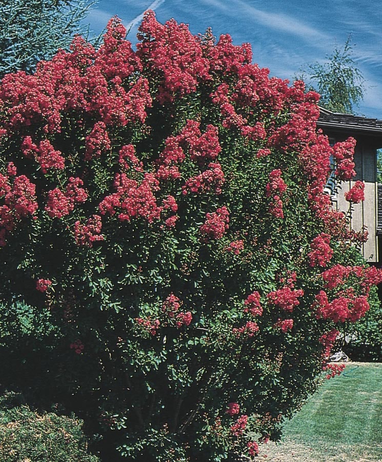 Lowe's NURSERY 6 -Gallon Multicolor Flowering Crape Myrtle