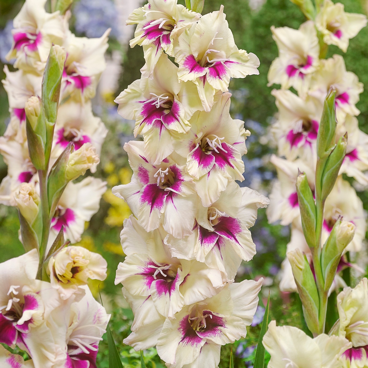 Van Zyverden 84700 Multicolor Gladiolus Amber Mystique Bulbs 12 Count