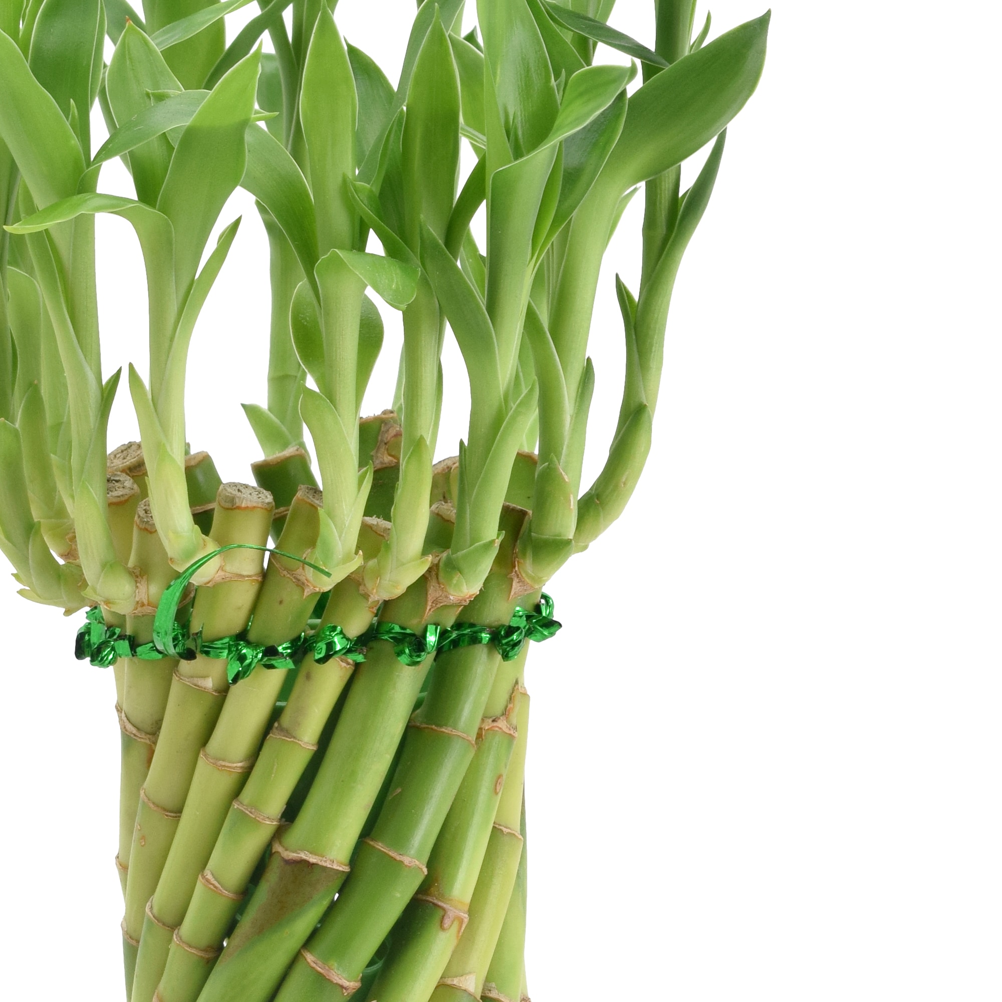 Tornado Lucky Bamboo in Beige Ceramic Planter
