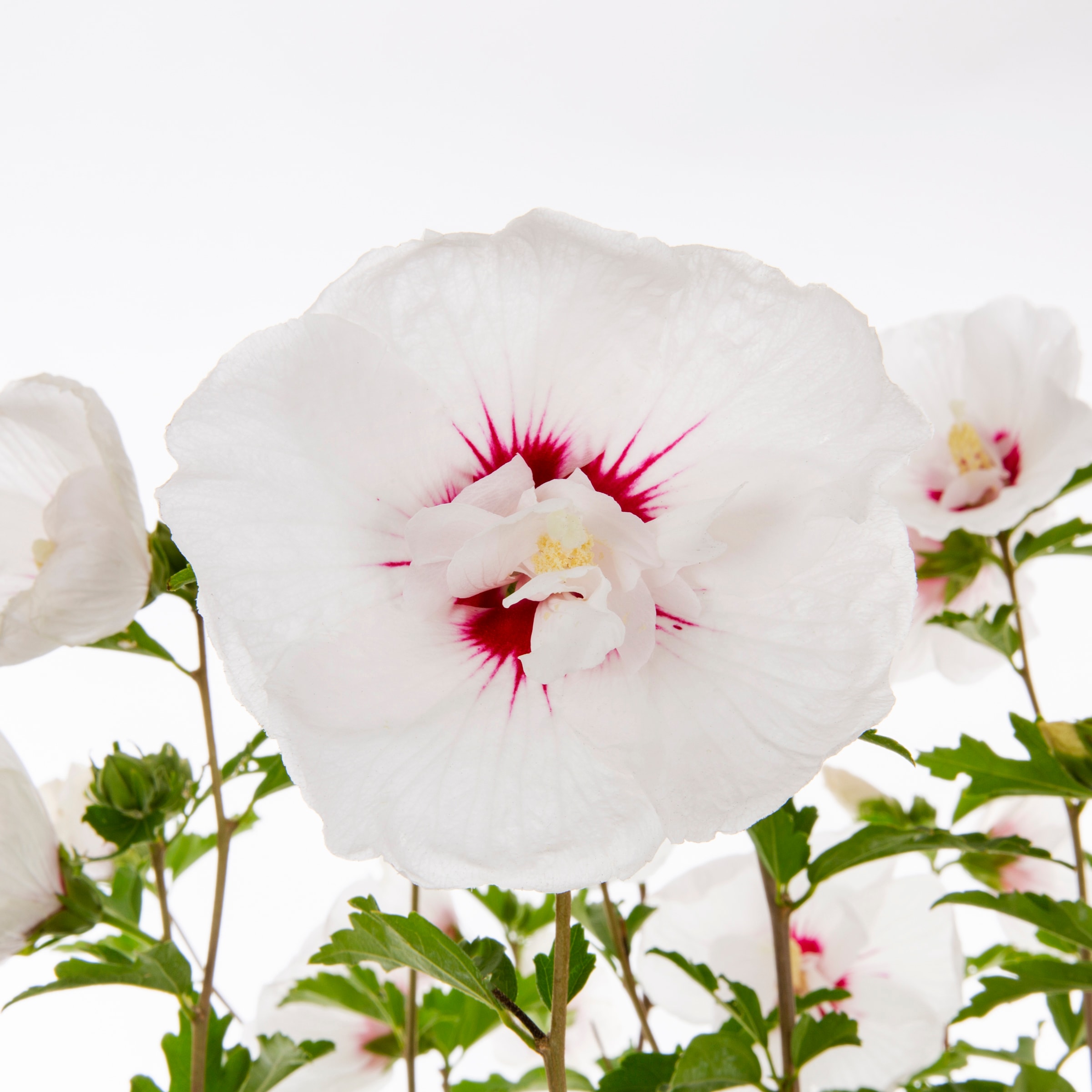 First Editions Pink French Cabaret Hibiscus Flowering Shrub In 2 Gallon