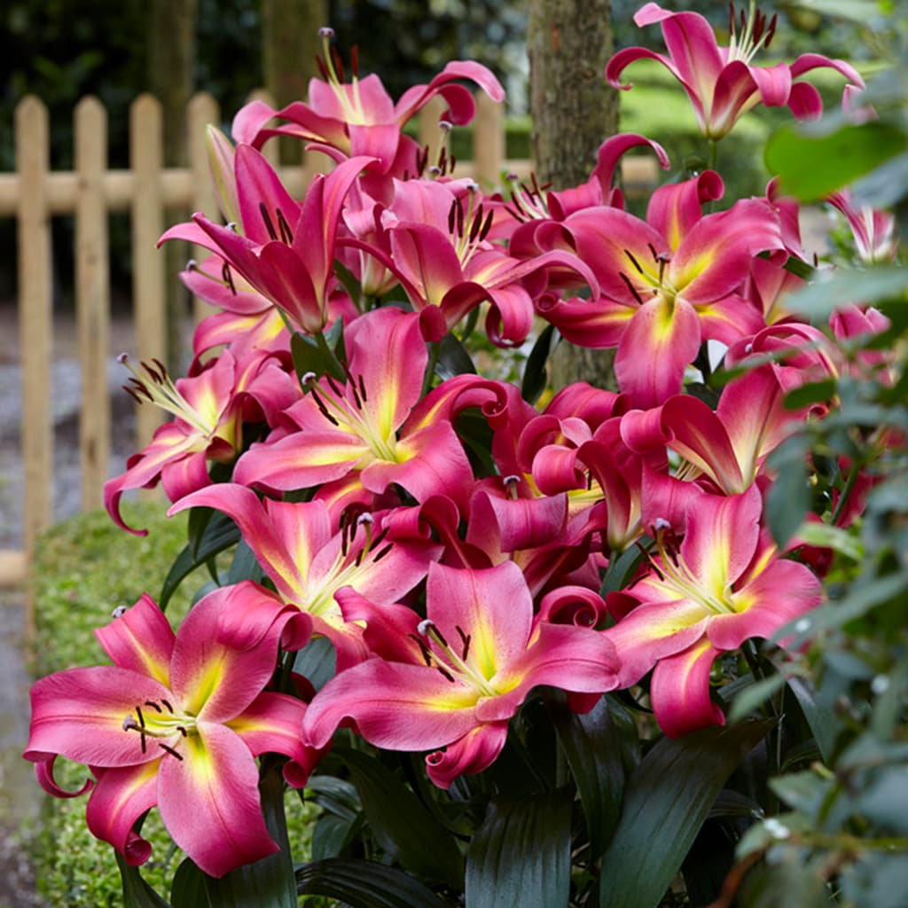 Van Zyverden Multicolor Lilies Mammoth Tall Lilies Empoli Bulbs 7-Count ...