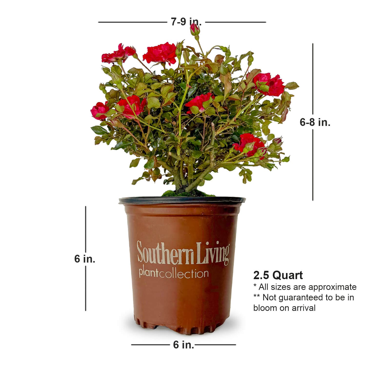 Southern Living Plant Collection 6239Q-1 shrubs - View #4