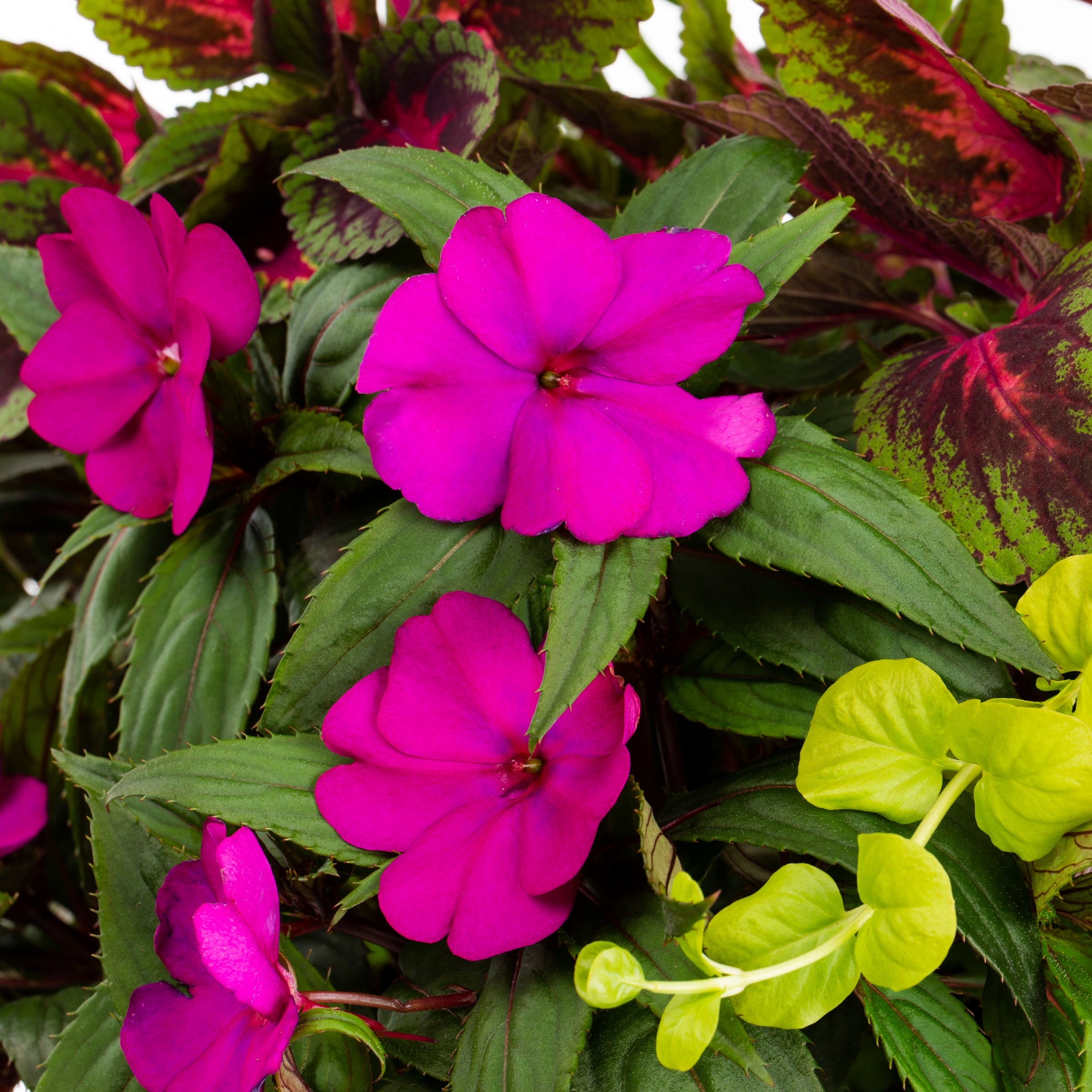Lowe's NURSERY annuals - View #3