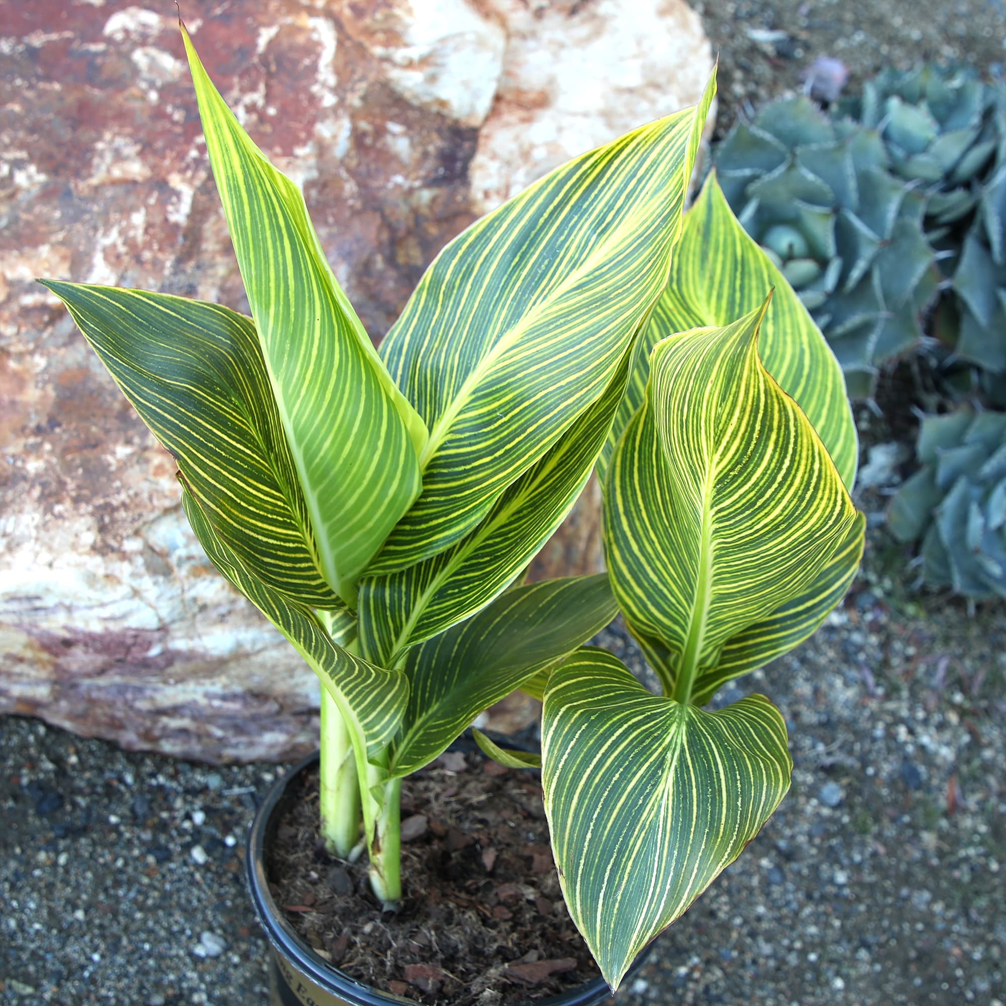 Altman Plants 0873128 perennials - View #3