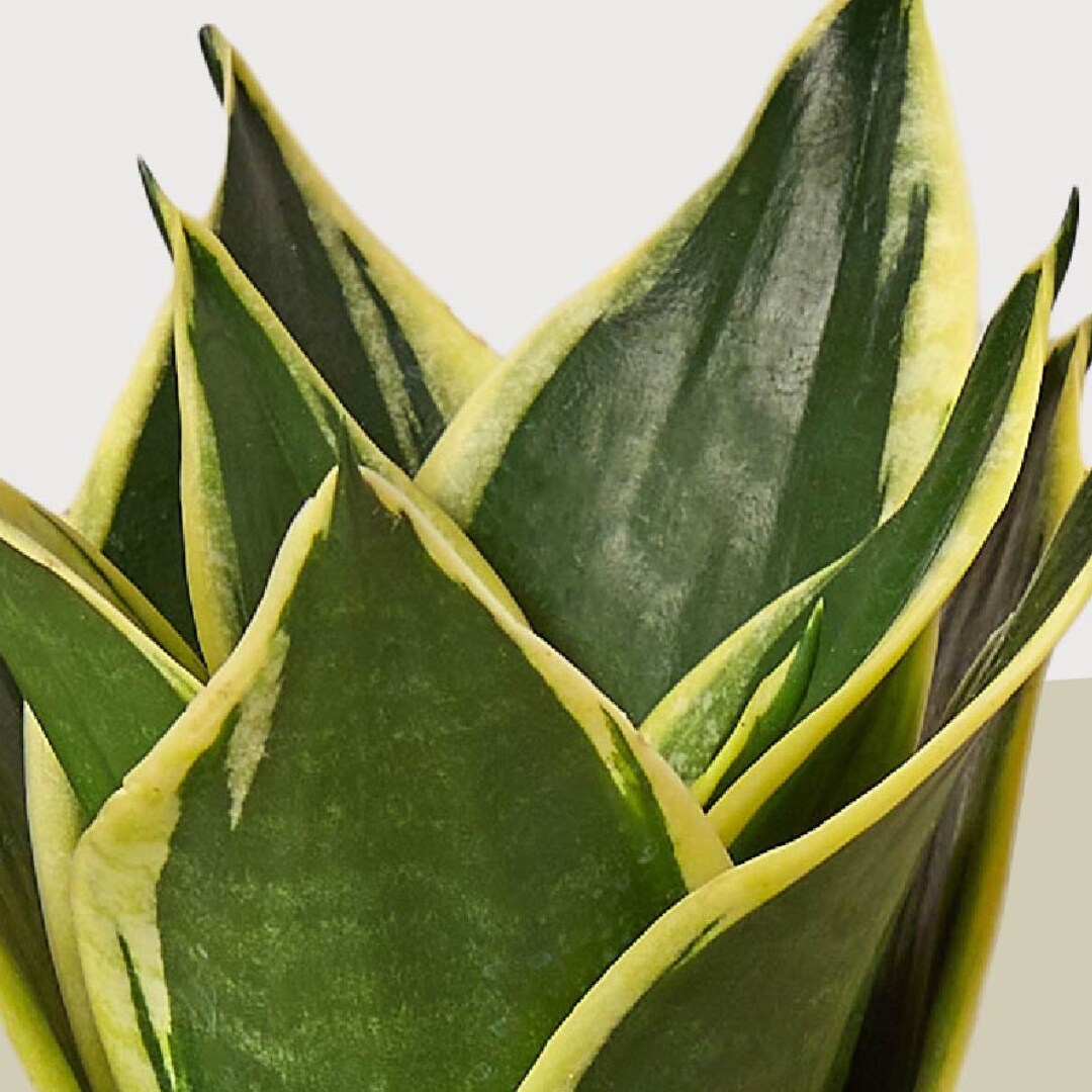 House Plant Shop 4-SNAKE-VARIETY-3PK hseplants - View #2