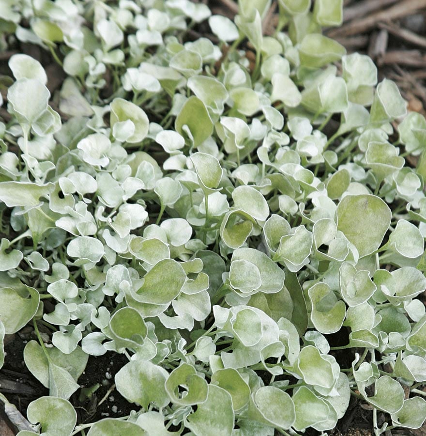 Lowe's Dichondra In 1-pint Pot In The Annuals Department At Lowes.com