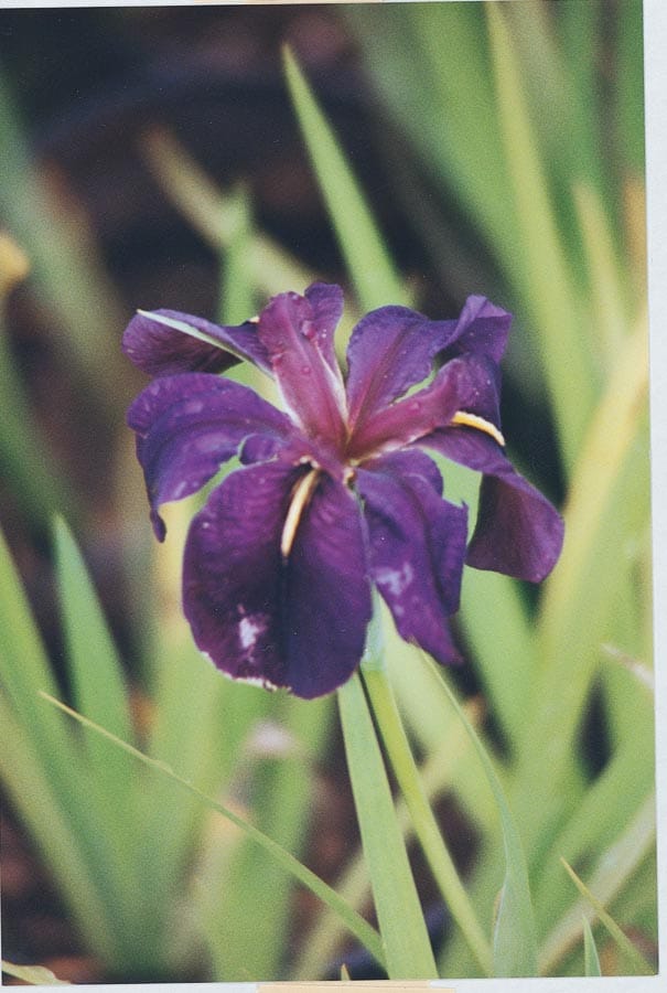 Lowe's Purple Black Gamecock Louisiana Iris Bulbs (L15955) Bagged at 