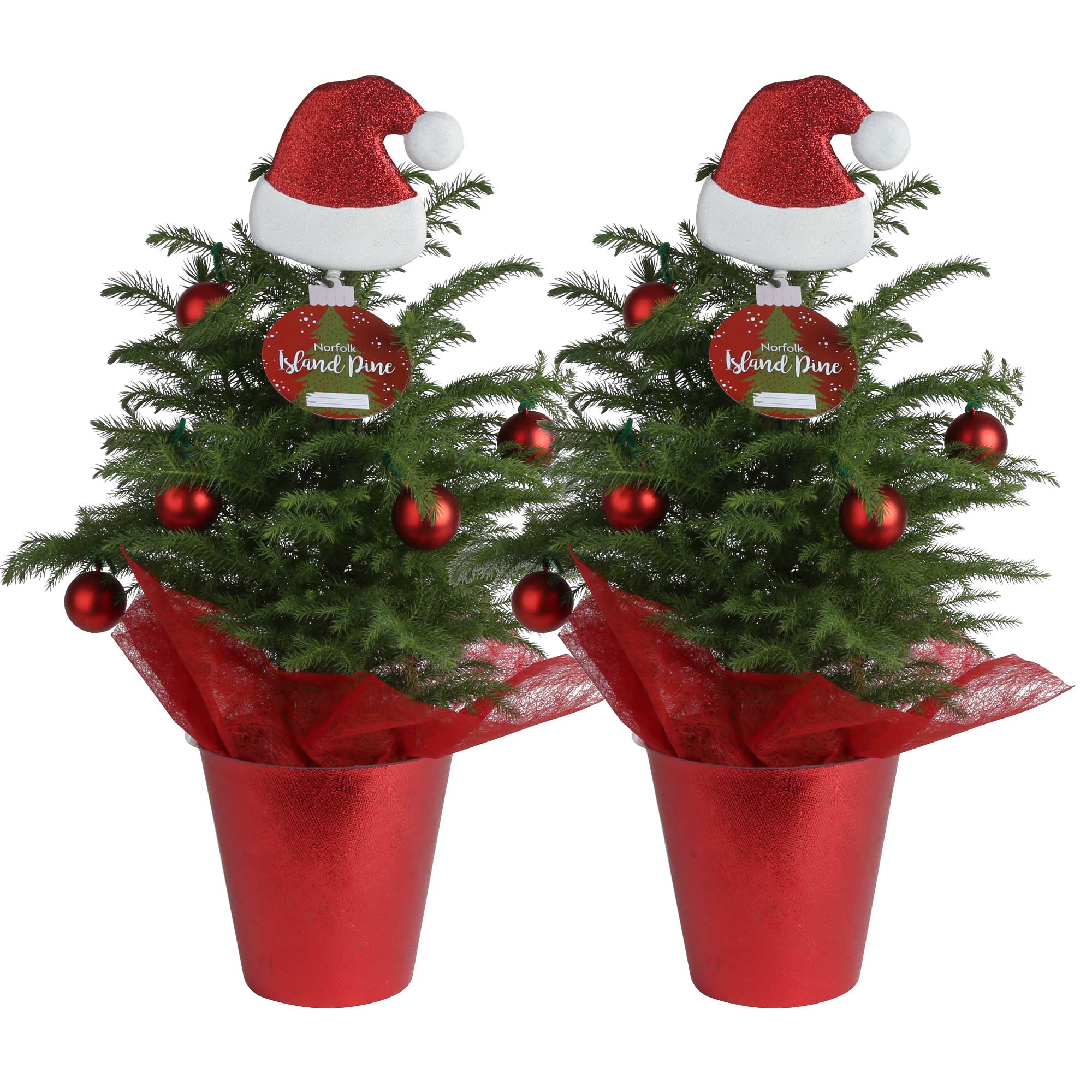 Fresh Christmas Decorations Use Location Indoor