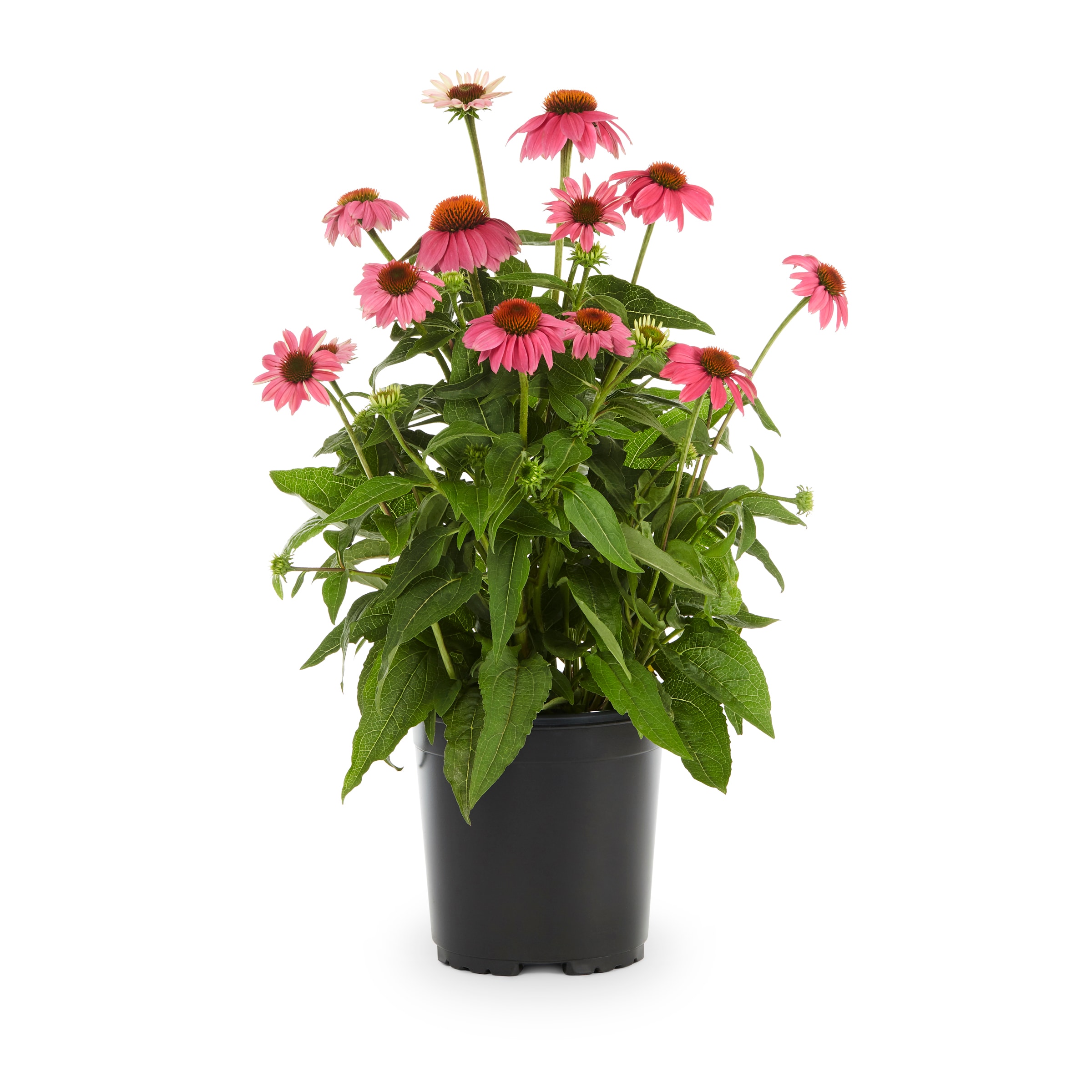 Metrolina Greenhouses Cone Flower in 2.5-Quart Pot 3-Pack in the ...