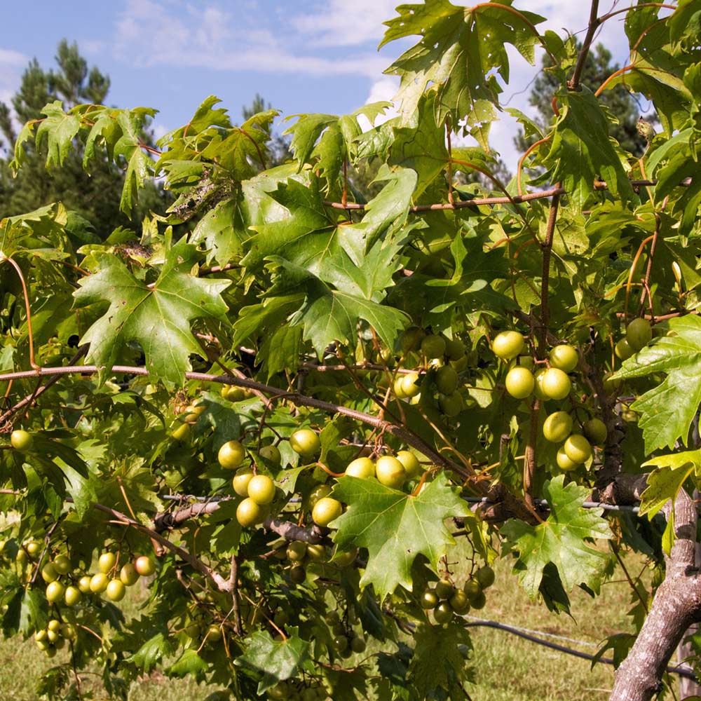Brighter Blooms 15298 Fruit-Plants - View #3