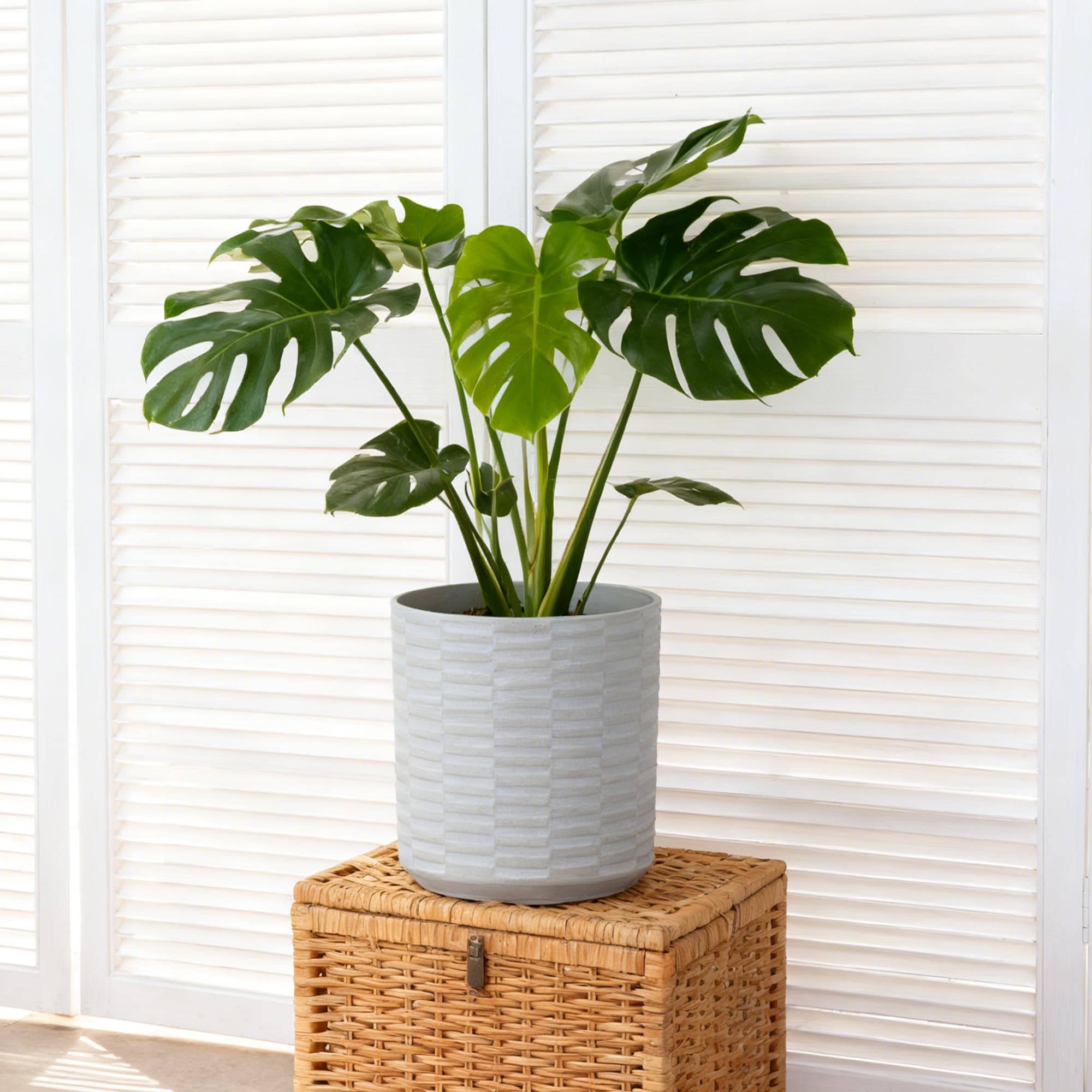 allen + roth PLKF710TWK Planter-Window-Box - View #4