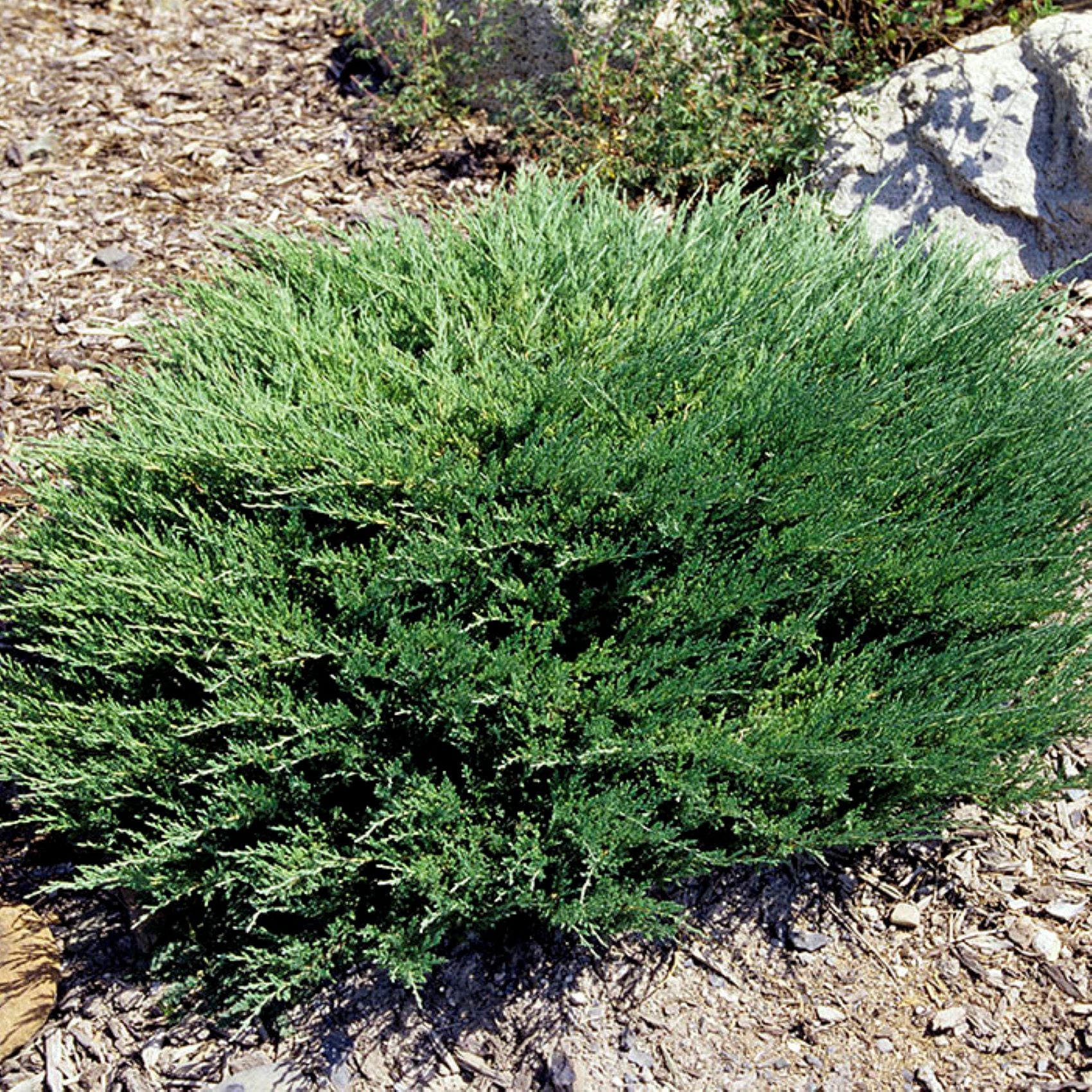  O493001 shrubs - View #2