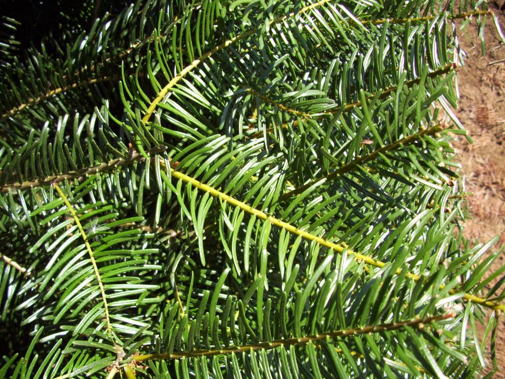 Holiday Living 50067 Fresh-Christmas-Trees - View #2
