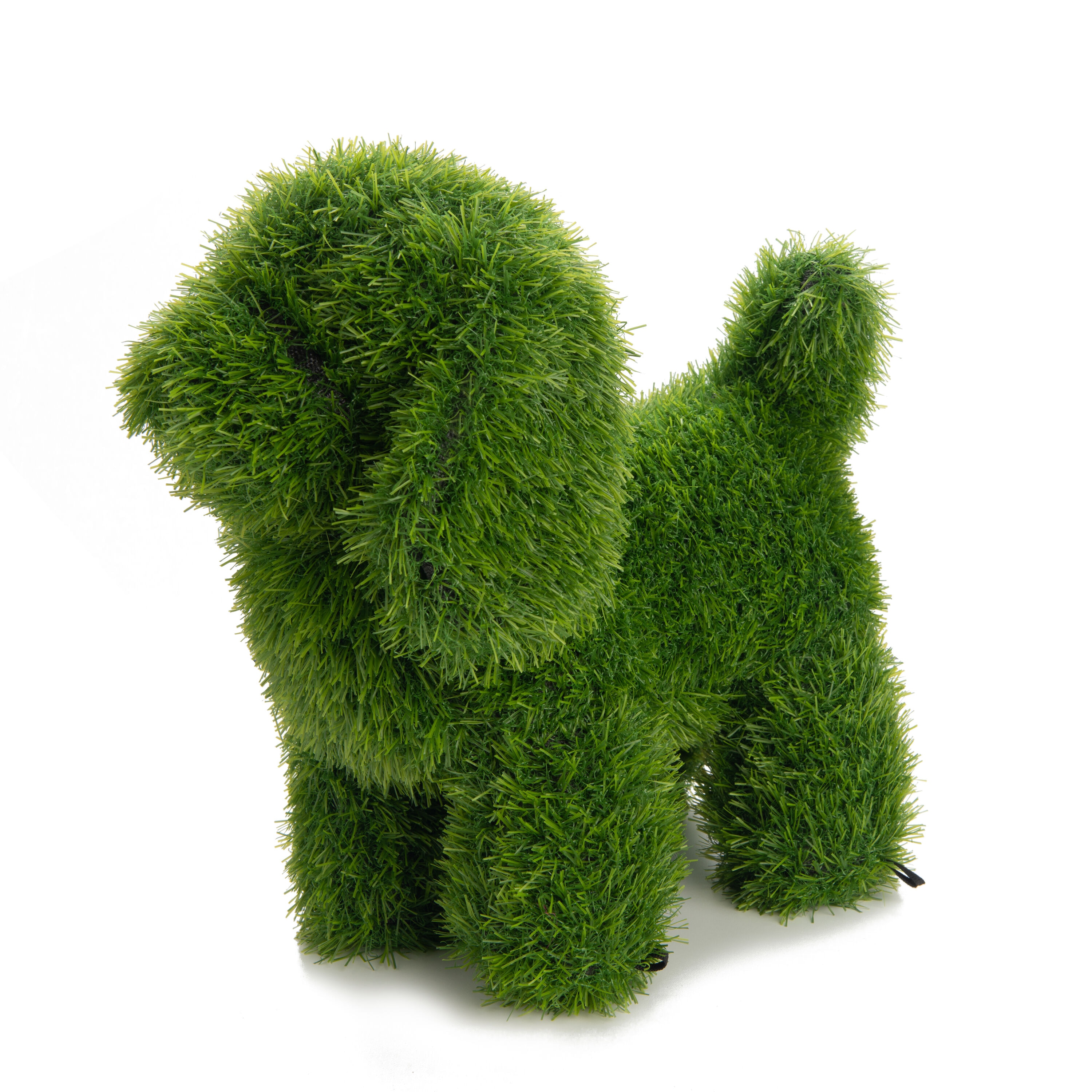 Amazon.com: Extraordinary Little Dog (Parco View, 13