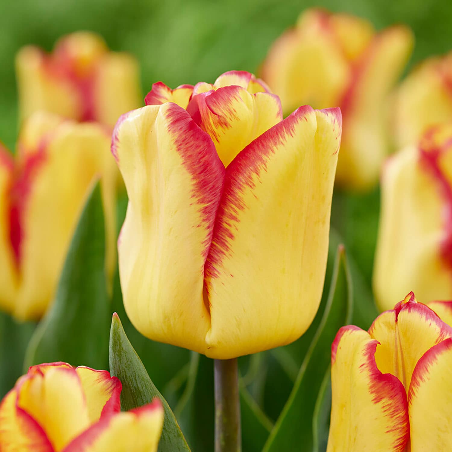 Garden State Bulb Yellow Cape Town Triumph Tulip Bulbs 250 Count