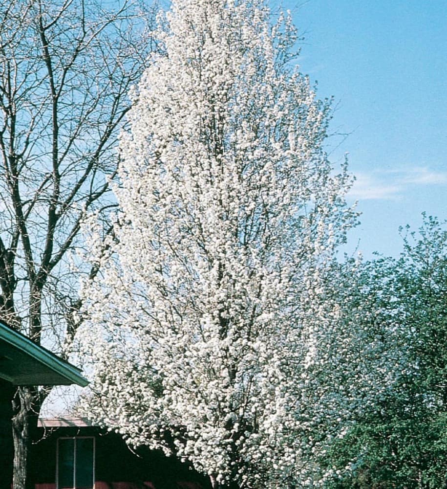 chanticleer pear tree