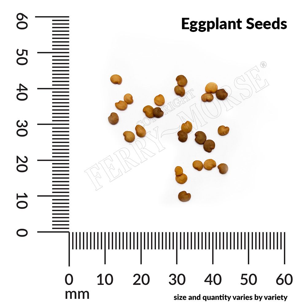 Ferry-Morse LC25.1403 Vegetable-Herb-Seeds - View #4