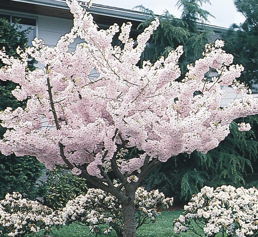  NURSERY 6-Gallon Multicolor Flowering Tree Yoshino Flowering Cherry In Pot (With Soil)