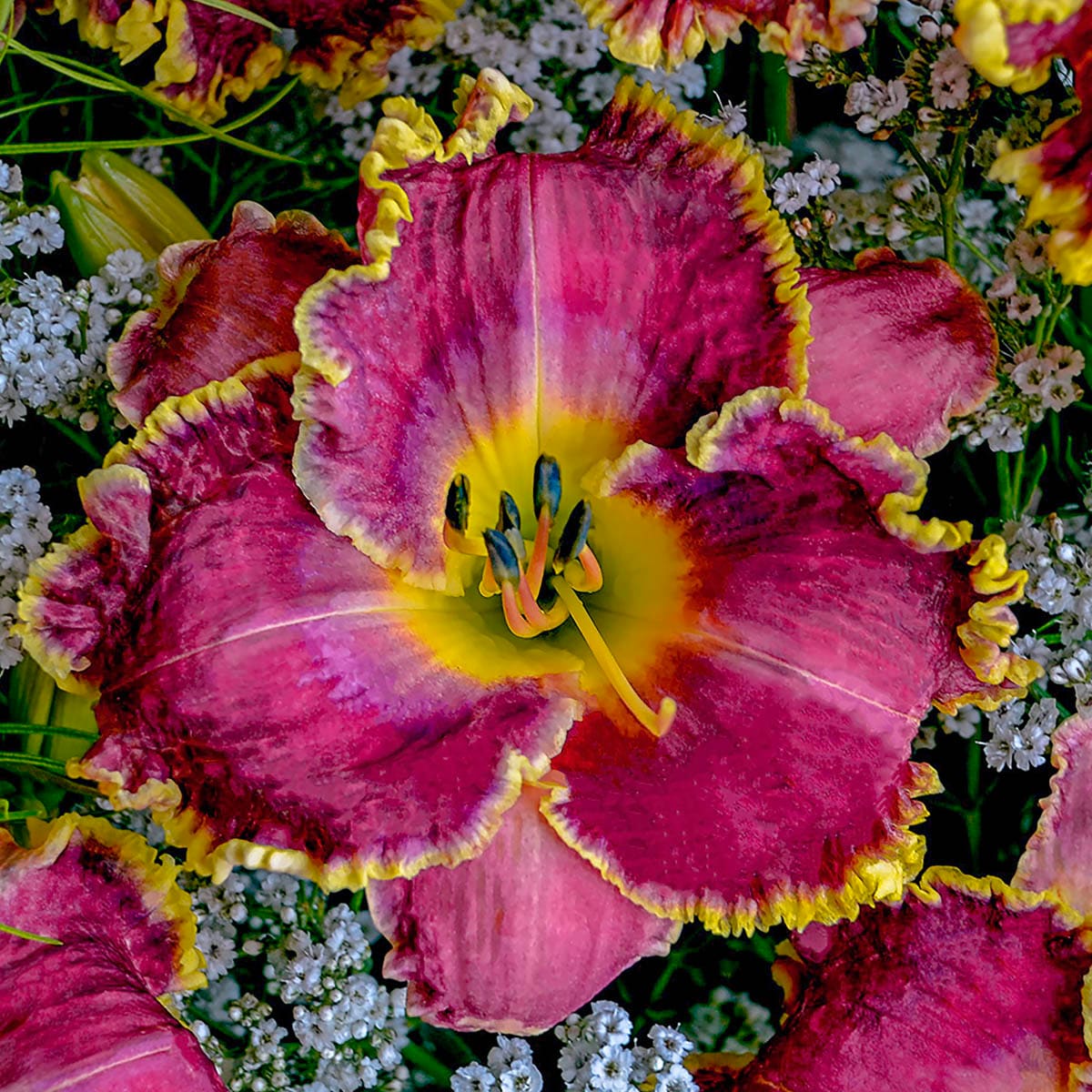 Breck's 10413 perennials - View #3