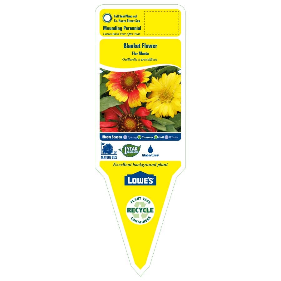 Lowe's NURSERY perennials - View #2