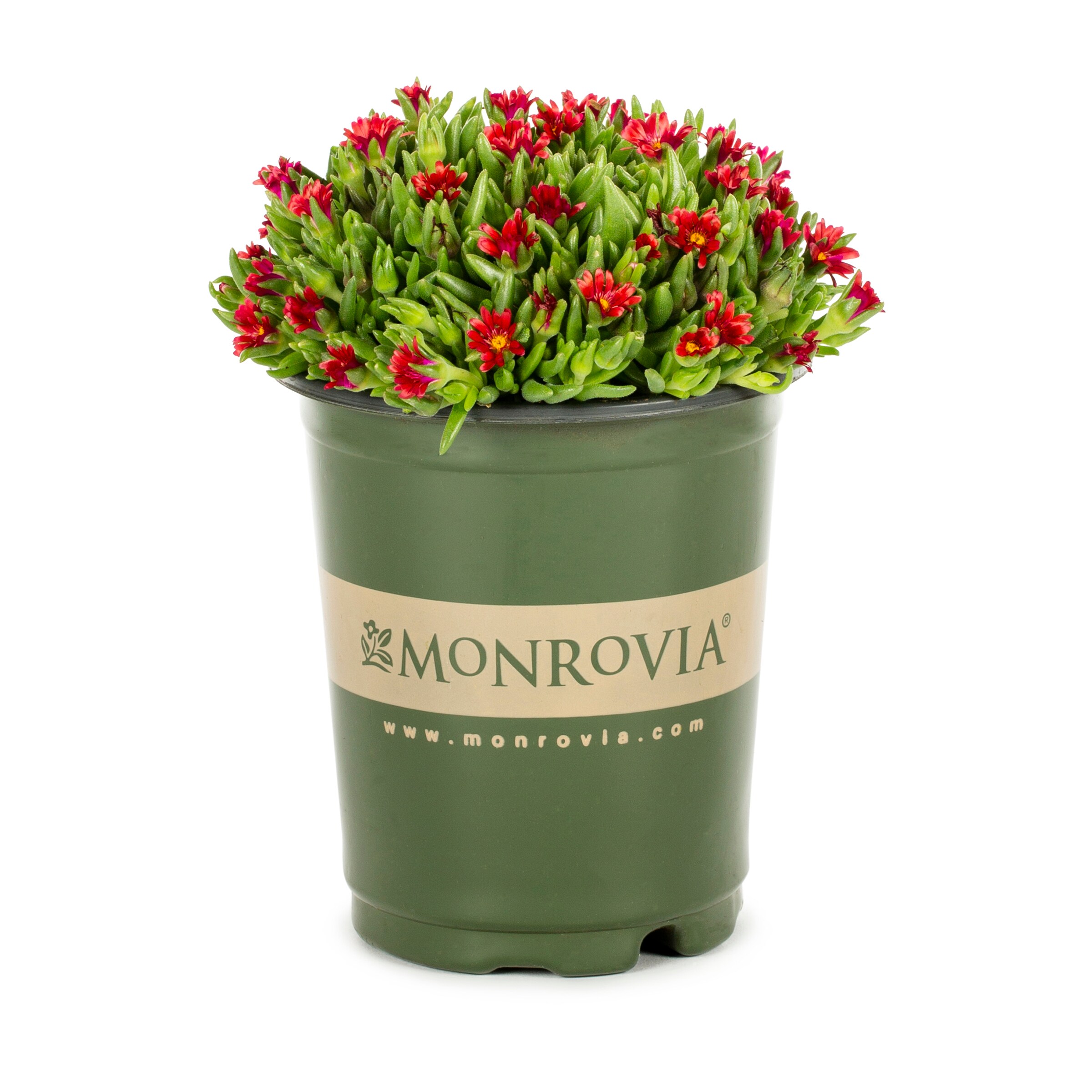 Monrovia 78500 perennials - View #4