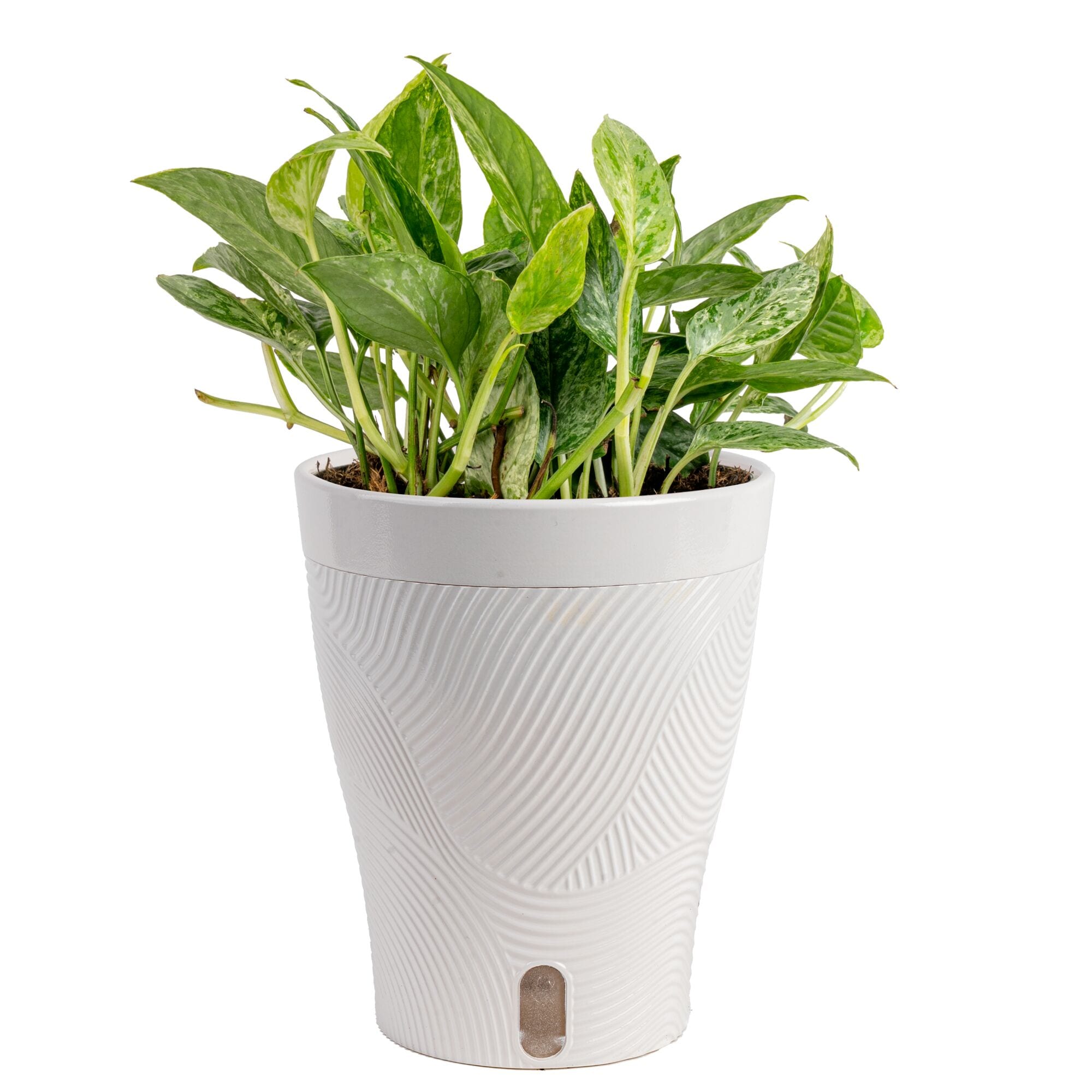 Costa Farms Trending Tropicals Epipremnum Krabi House plant in 5