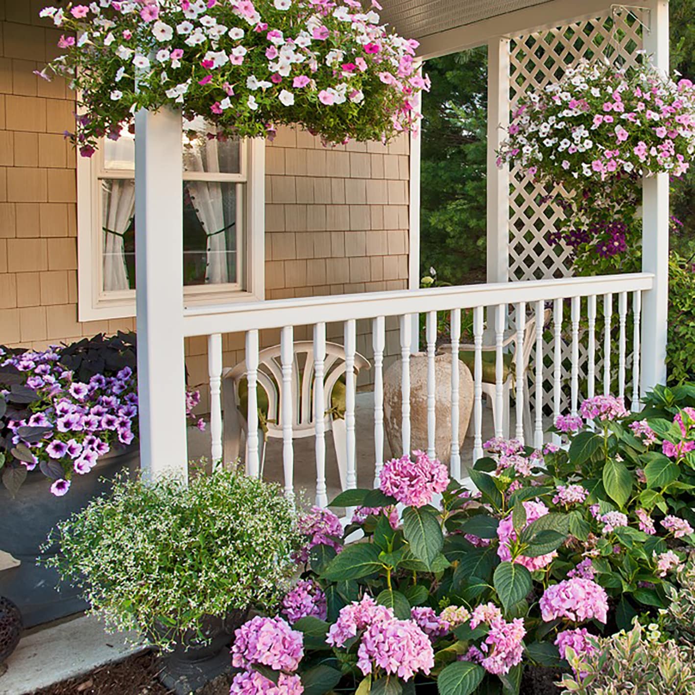 Proven Winners HYDPRC2077800 shrubs - View #3