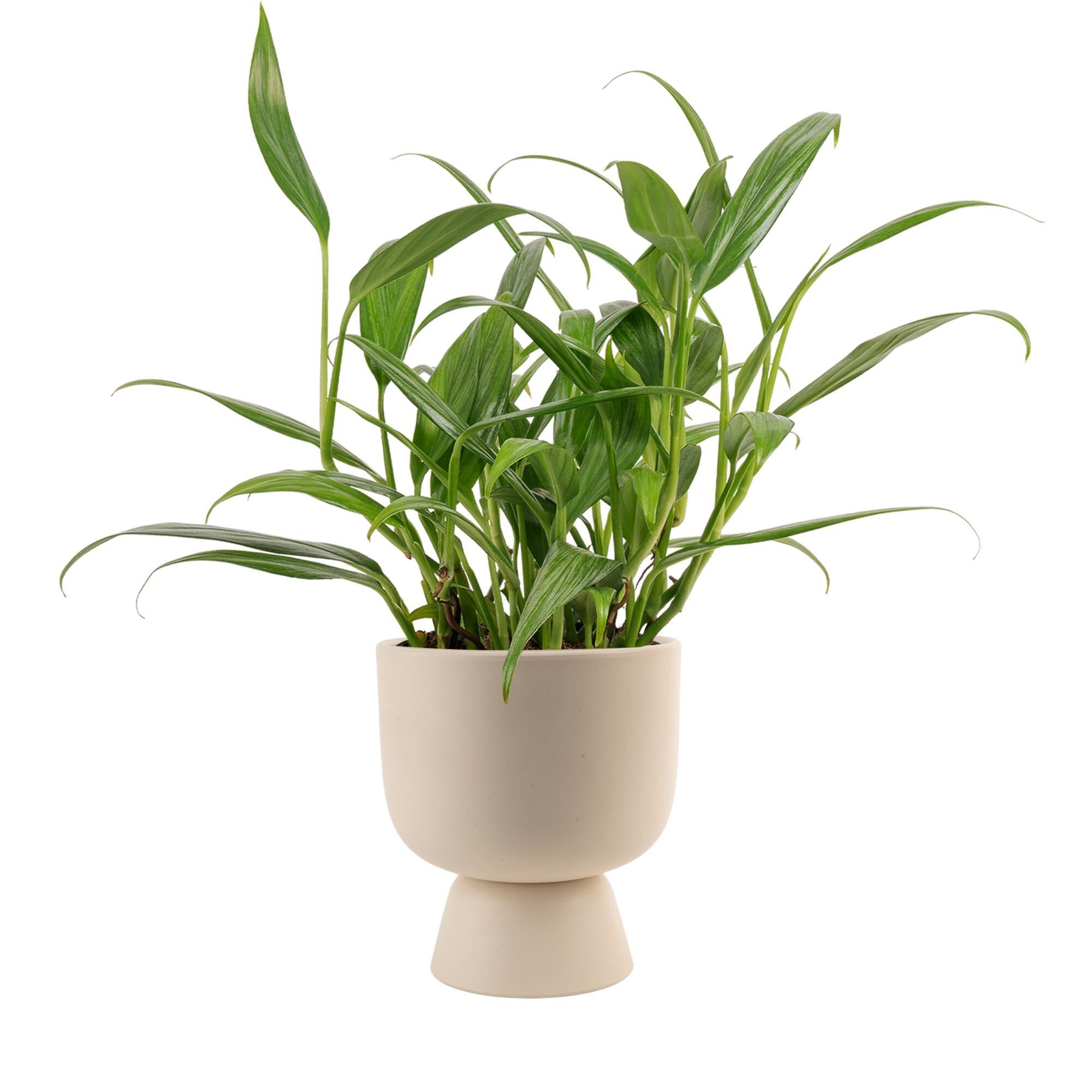 Costa Farms M-EMA-S-MWG-01-LW Pothos Epipremnum Asplisimum House plant in 6 Inch(es) Planter 1 -Pack