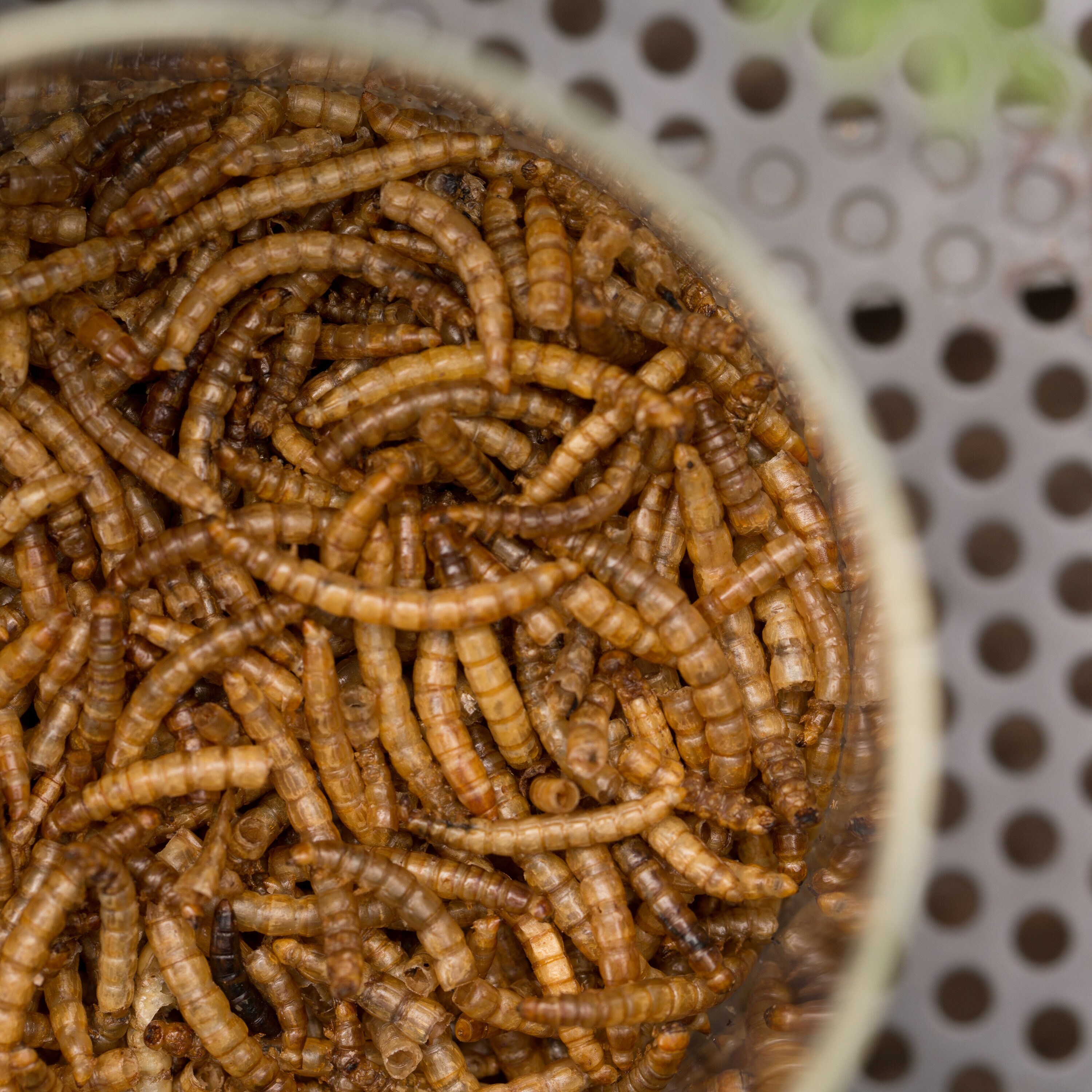 lowes dried mealworms