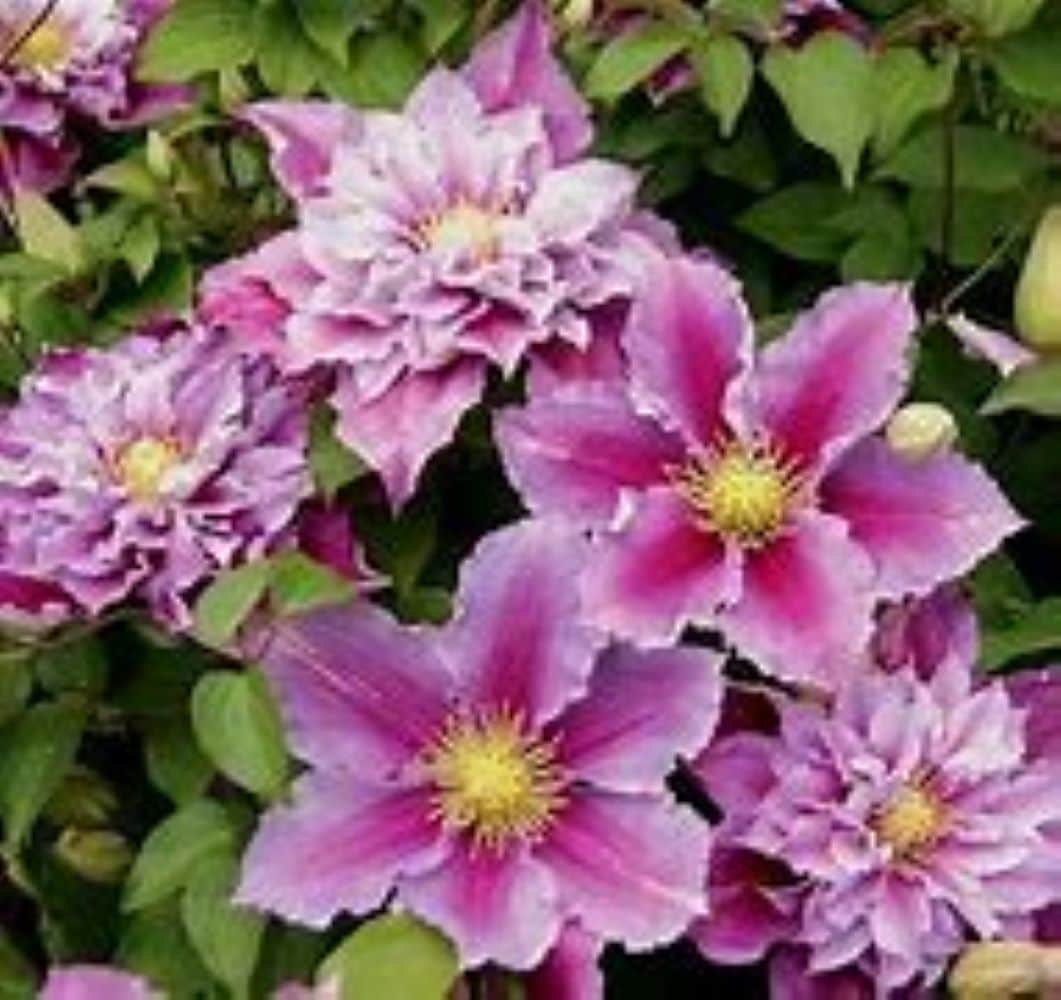 Monrovia NURSERY 1 -Gallon Pot Clematis
