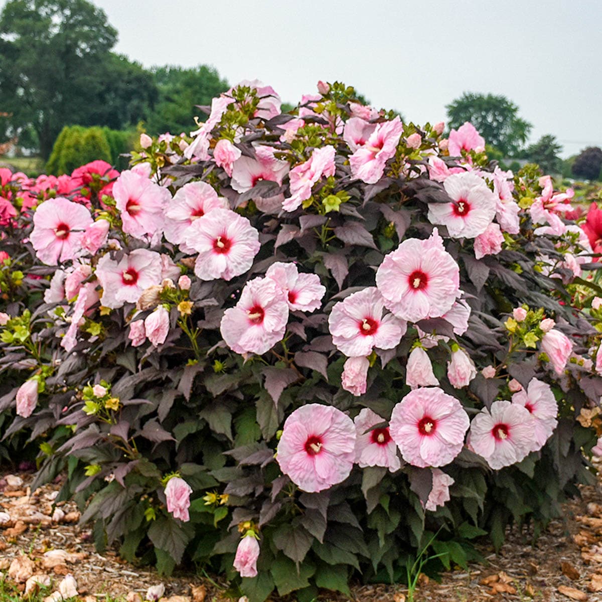 Direct Gardening 96154 perennials - View #2
