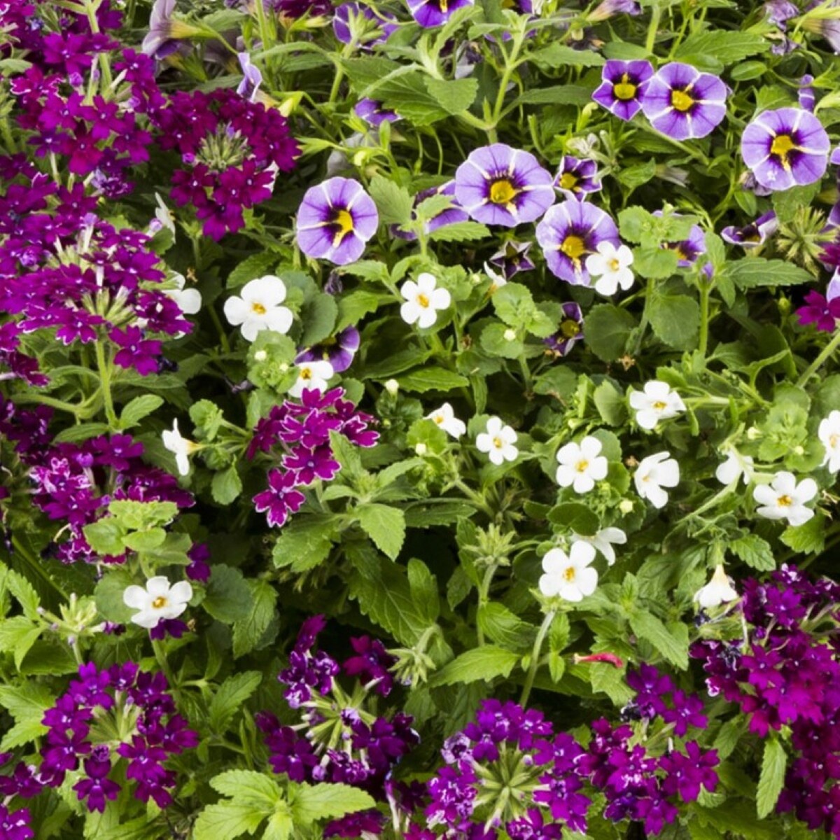 Lowe's NURSERY annuals - View #2