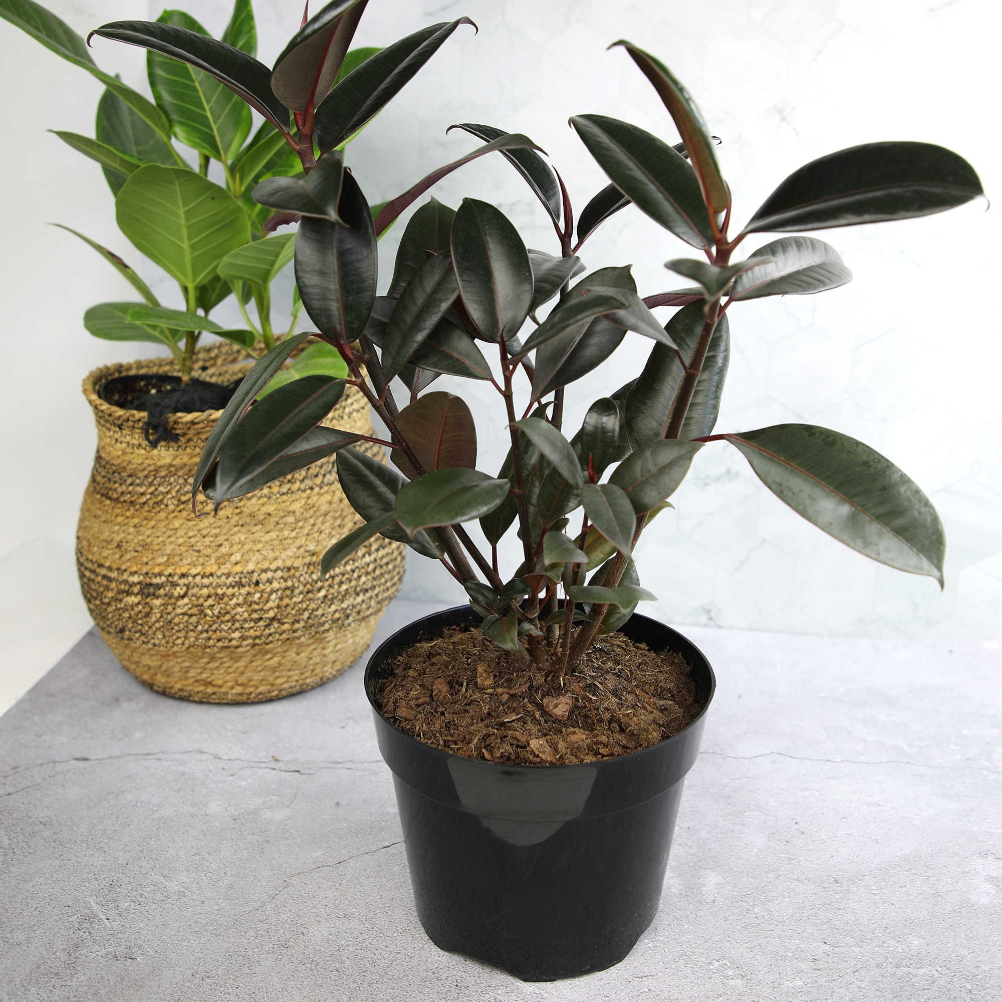 Burgundy Ficus Rubber Tree in Black Plastic Planter