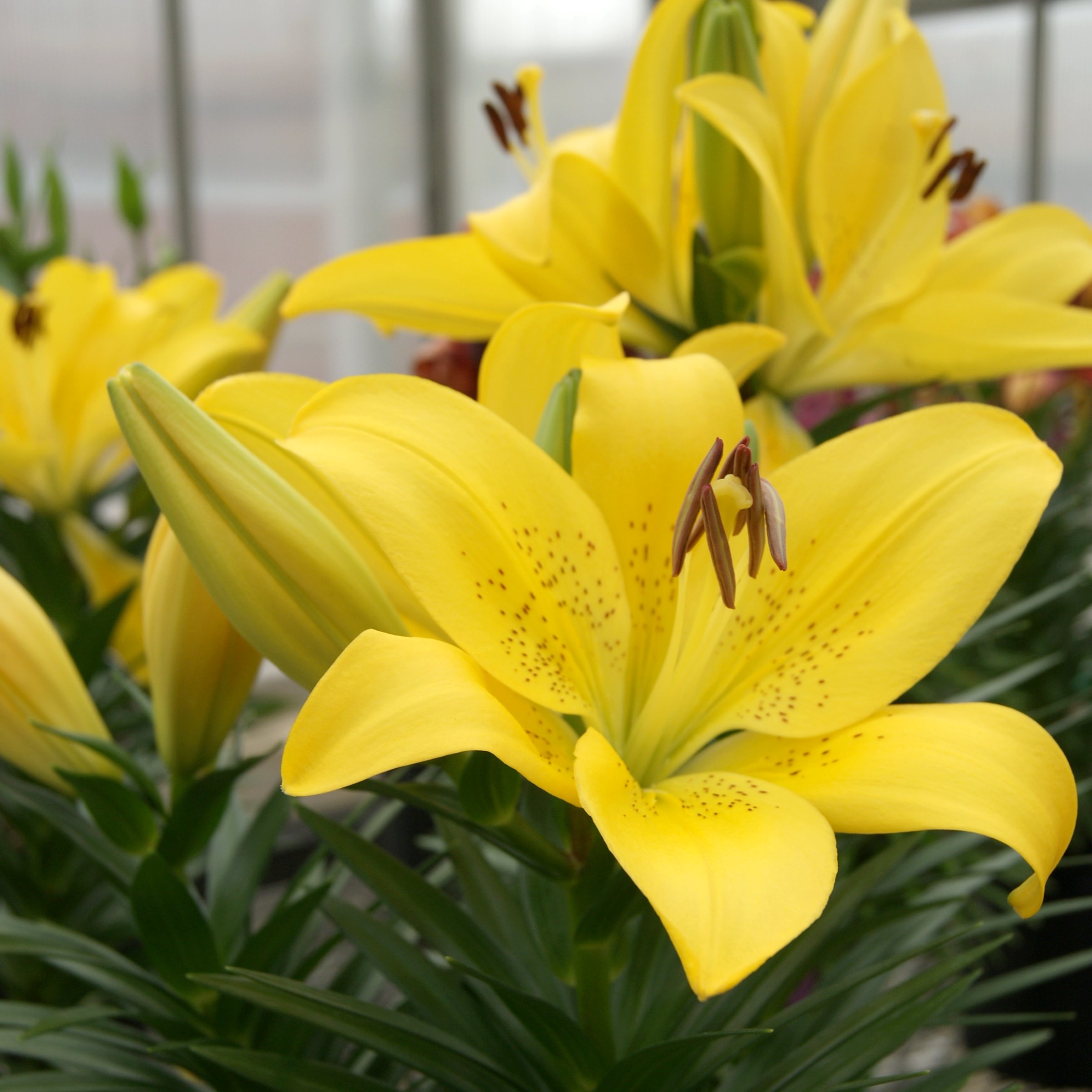 National Plant Network LW1909 Yellow LA Hybrid Lily Summer Sun Plant in 5 -Pack Bareroot 5 -Pack