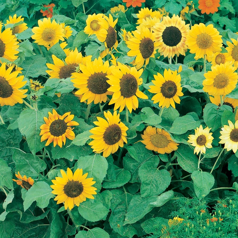 Lowe's NURSERY Yellow Sunflower