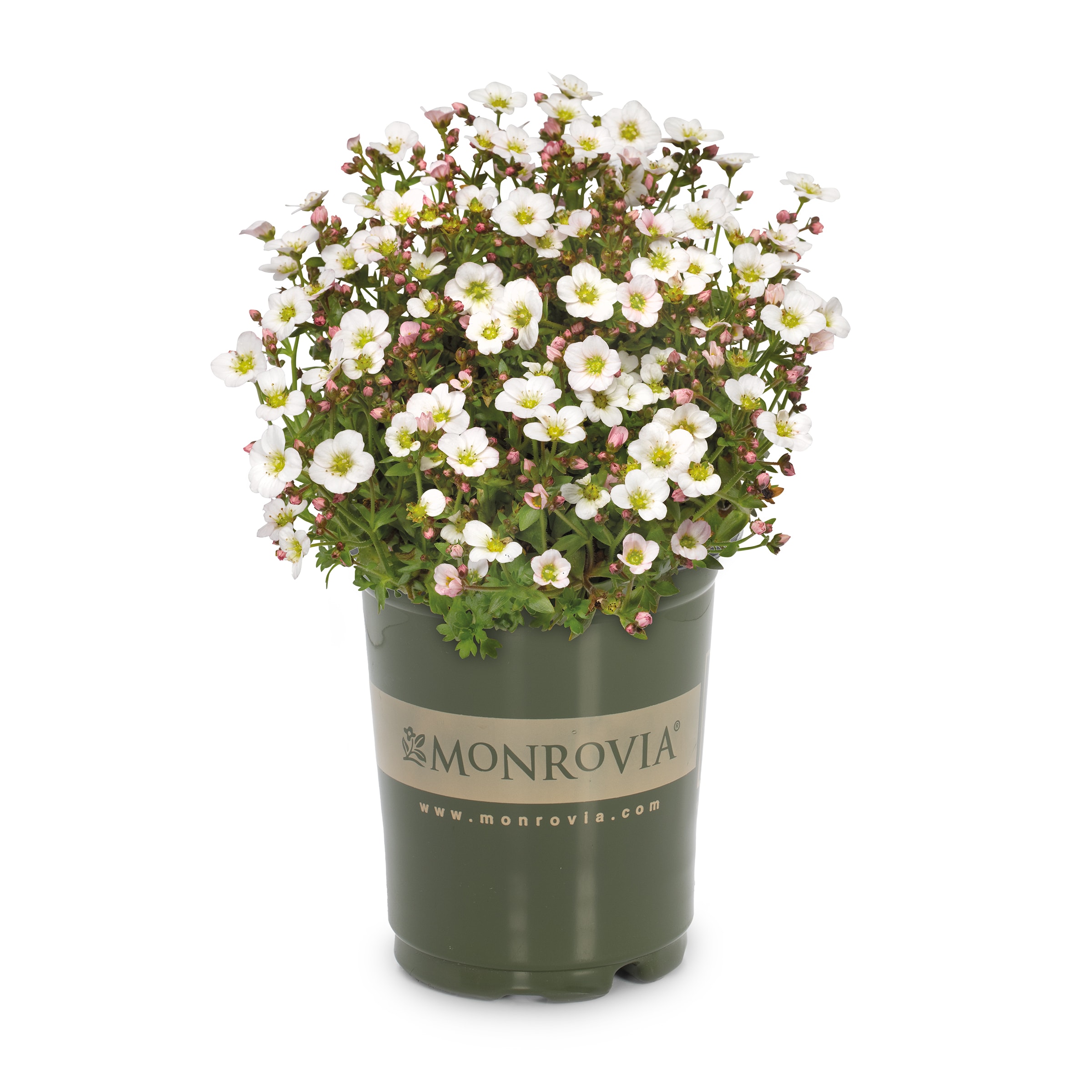 Monrovia NURSERY White Alpino White Saxifrage Plant in 2.5-Quart Pot