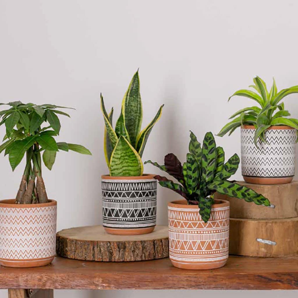 Pots for Indoor Plants - choose your best type based on how you water your  plants — Greenhouse Studio