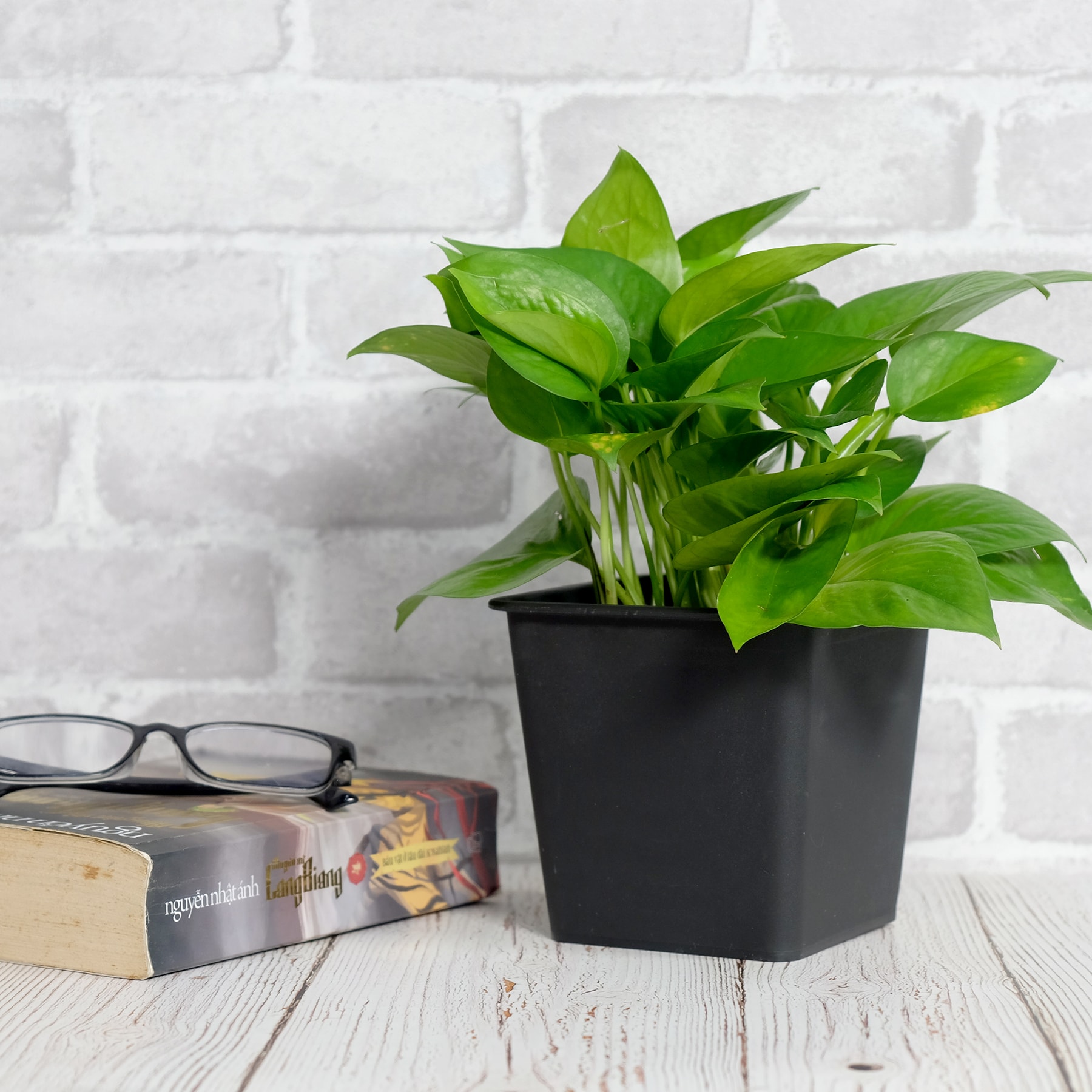 Siavonce XH44651 Planter-Window-Box - View #4