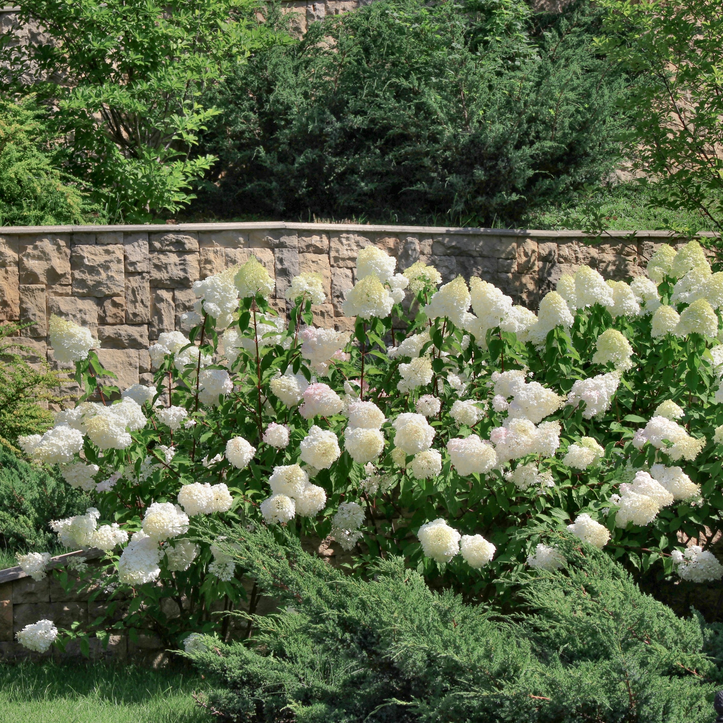 National Plant Network LW1551 shrubs - View #5