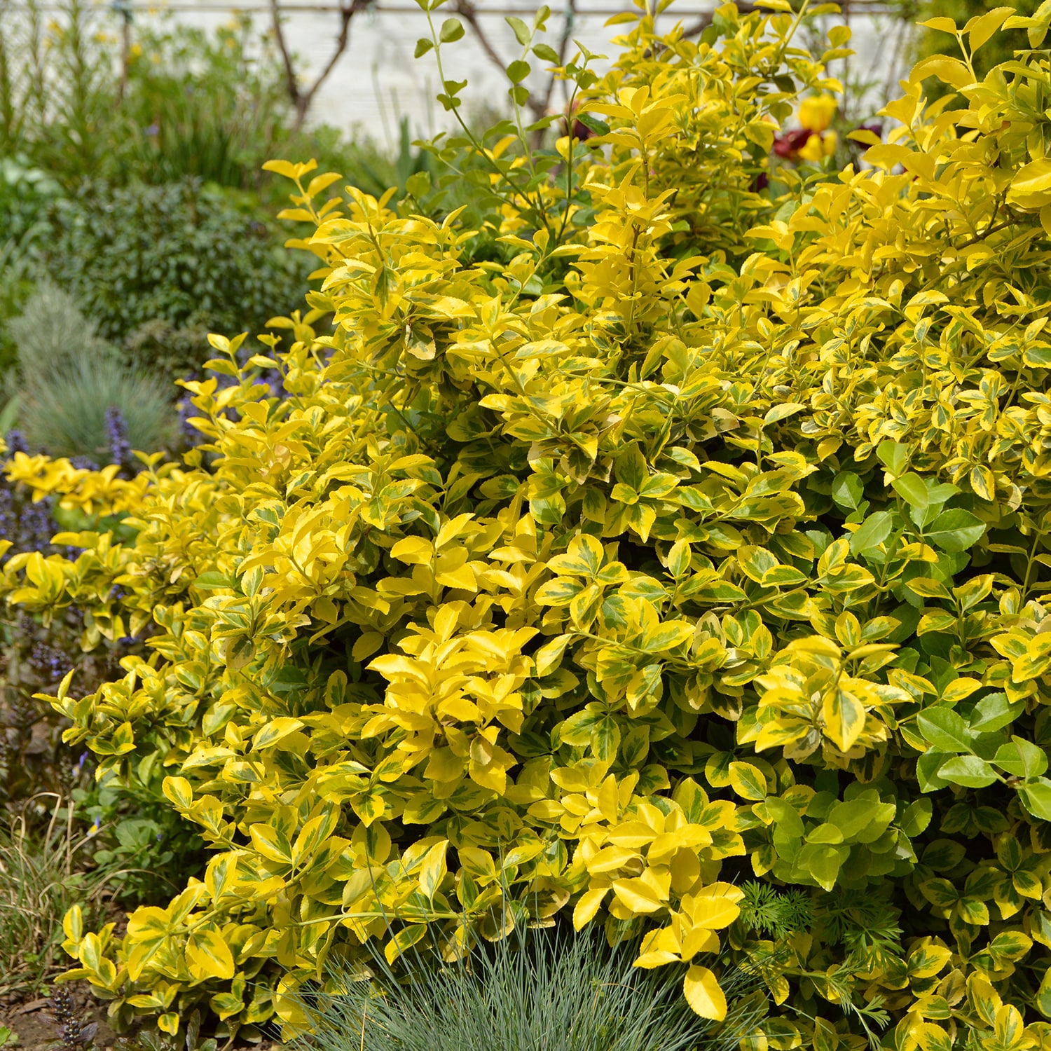 Flowerwood 16753FL-1 shrubs - View #4