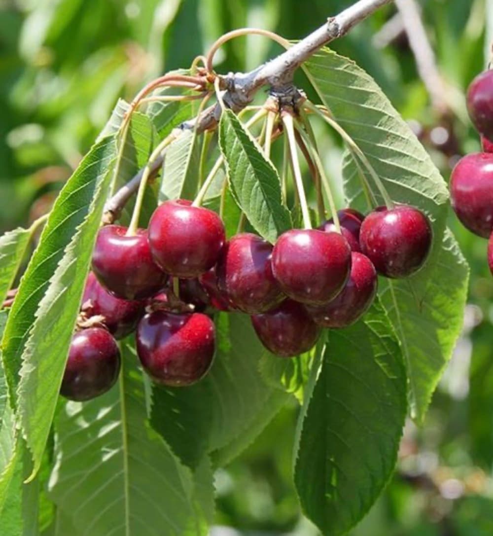  NURSERY 1.0 -Pack Cherry Plant in Pot Spring