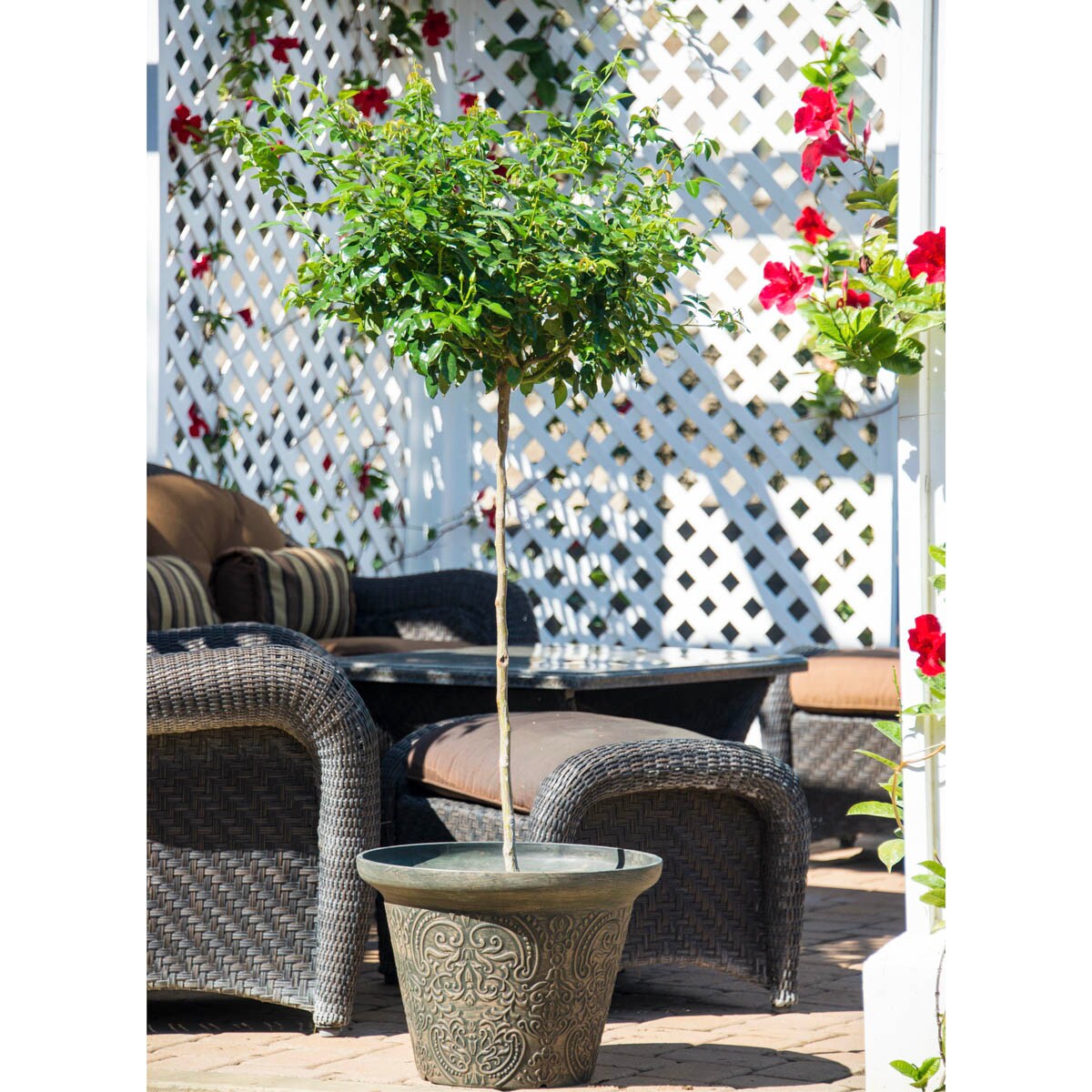 Spring Hill Nurseries 65636 roses - View #3